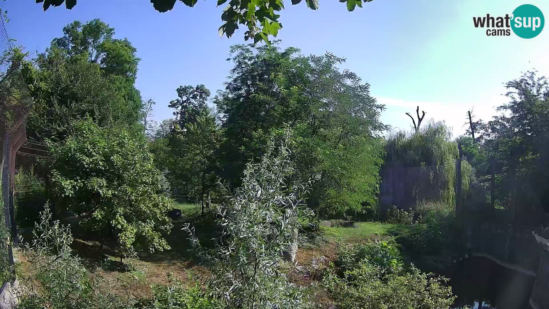Zoo Zagreb – Leones