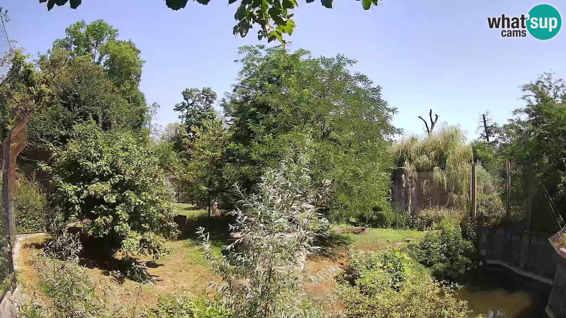 Zoo Zagreb – Lion