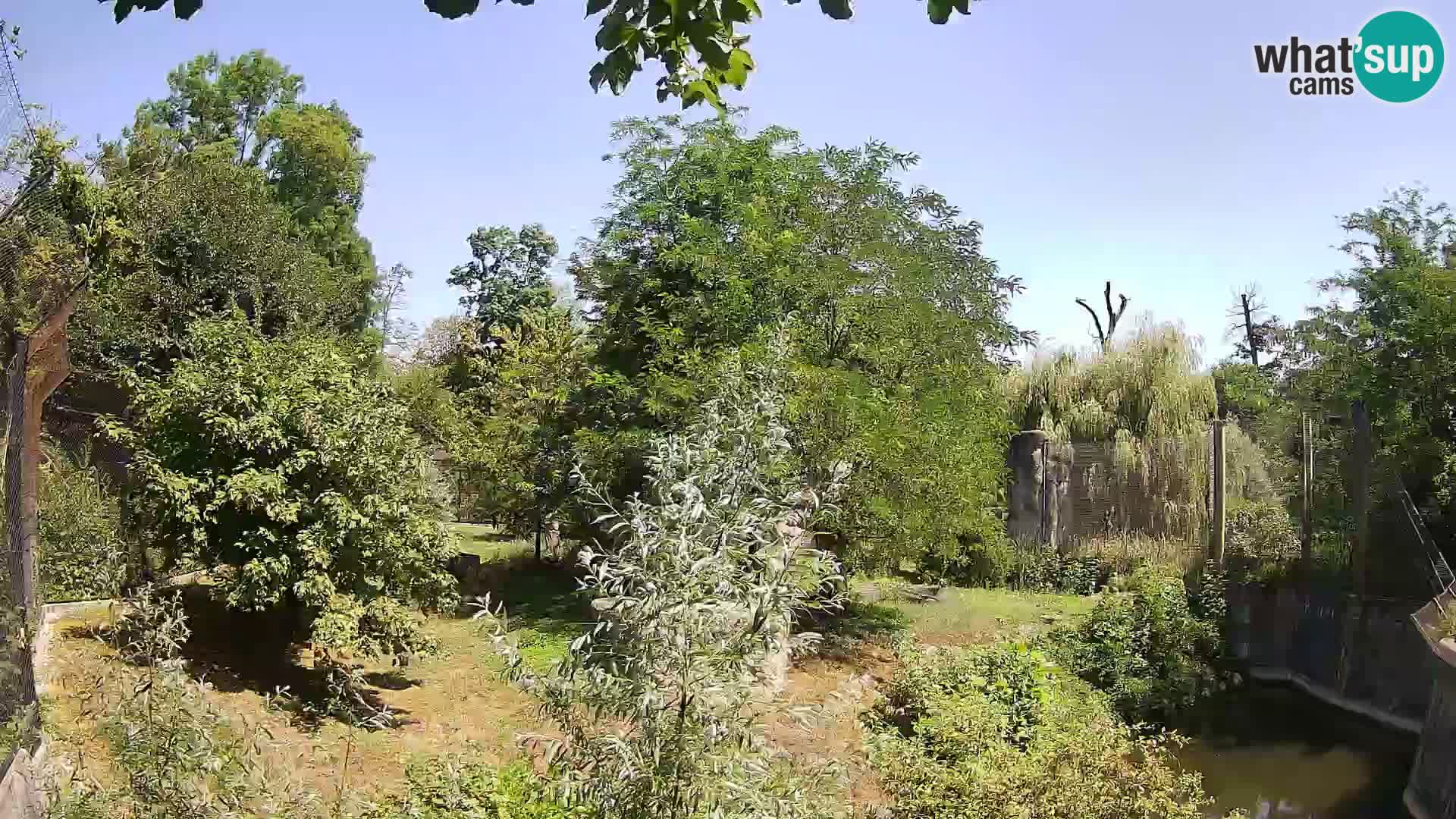 Spletna kamera Zoo Zagreb – Levi