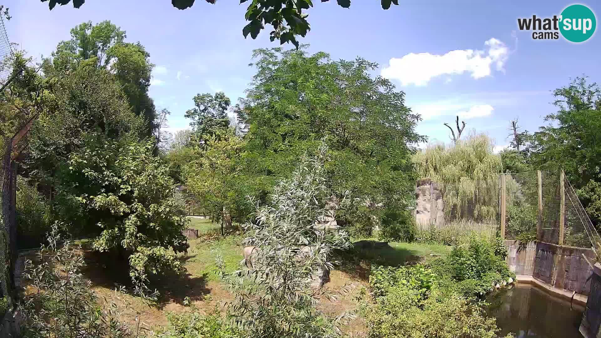 Zoo Zagreb – Lavovi