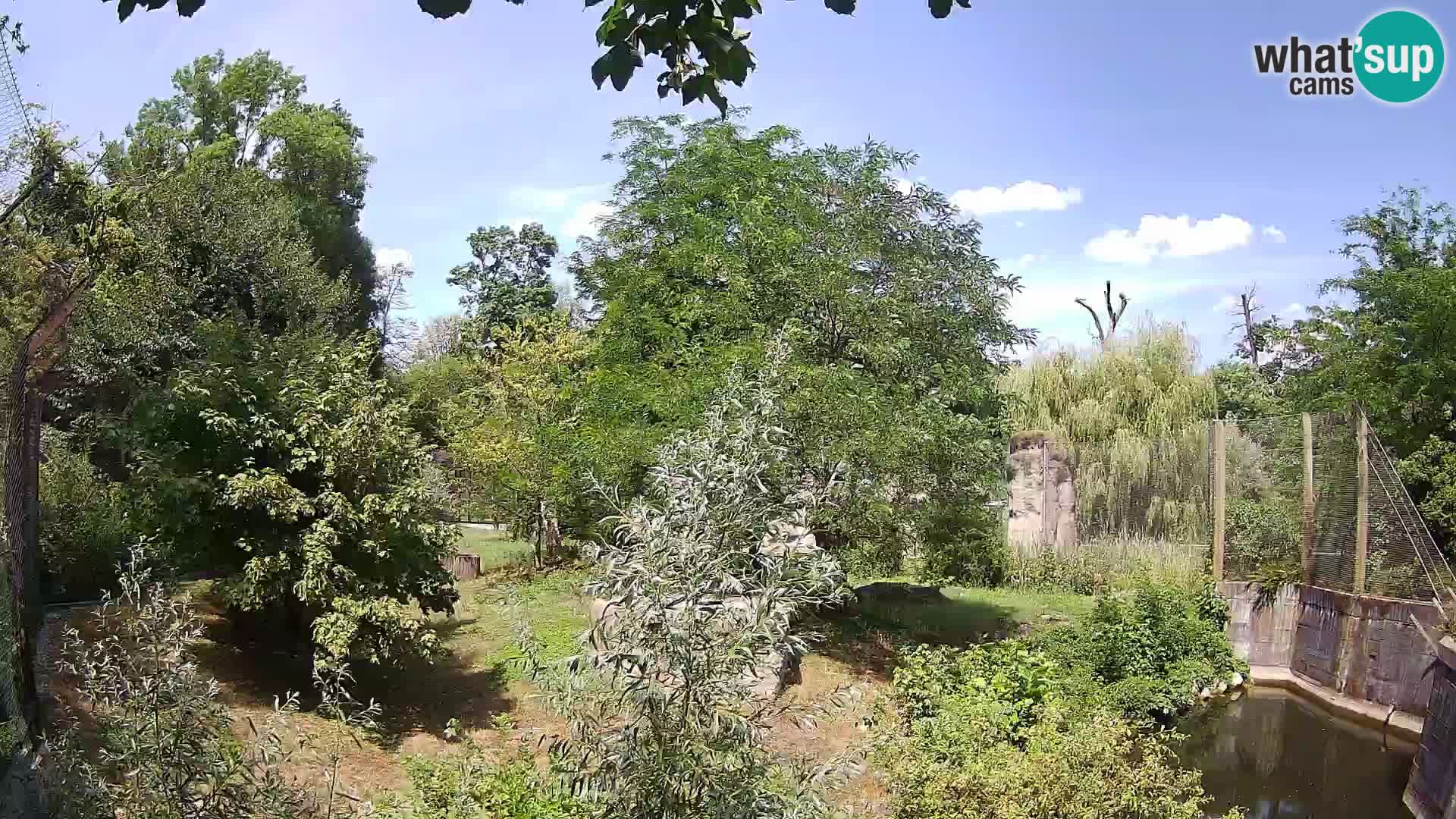 Spletna kamera Zoo Zagreb – Levi