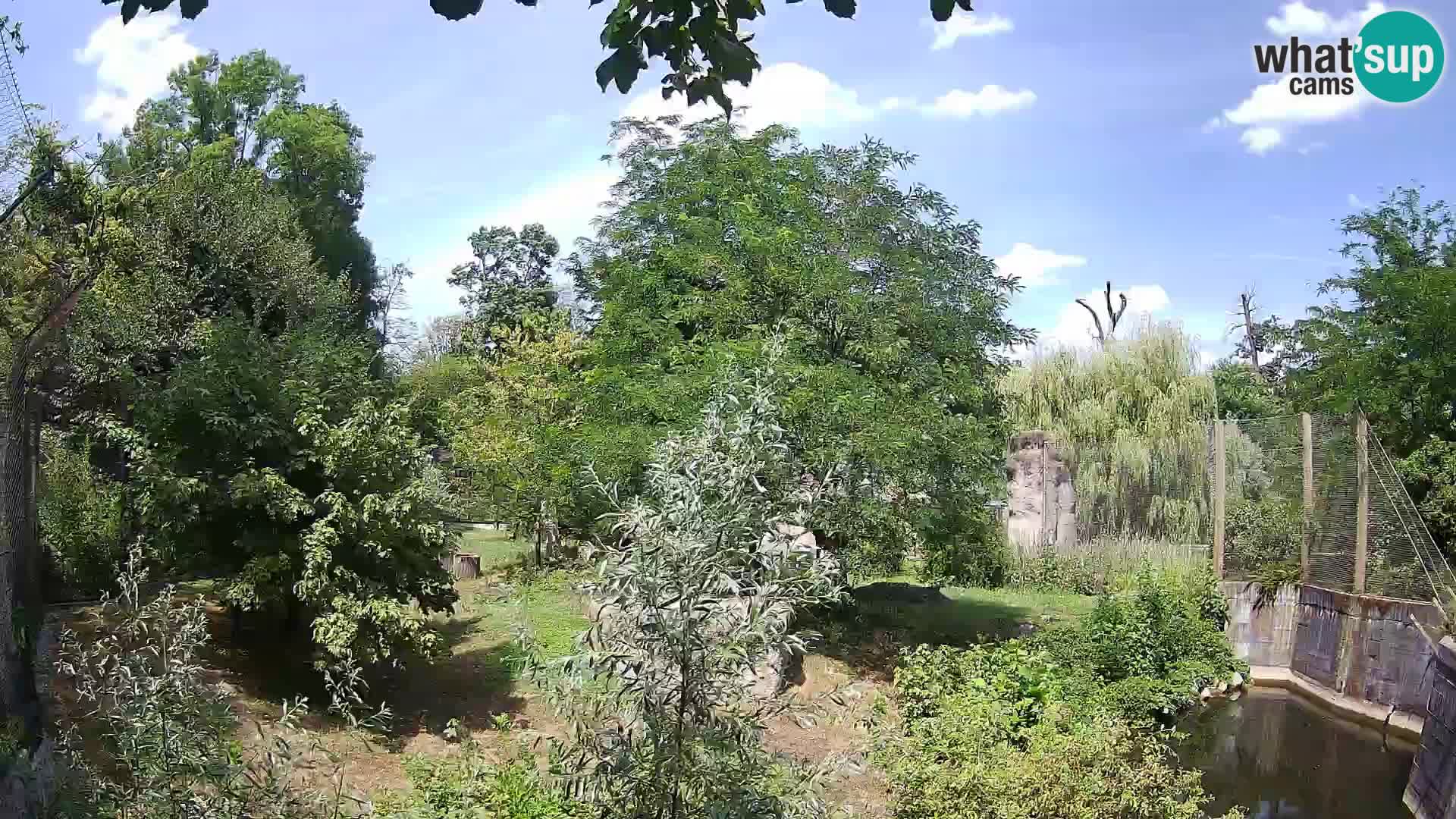 Zoo Zagreb – Lavovi
