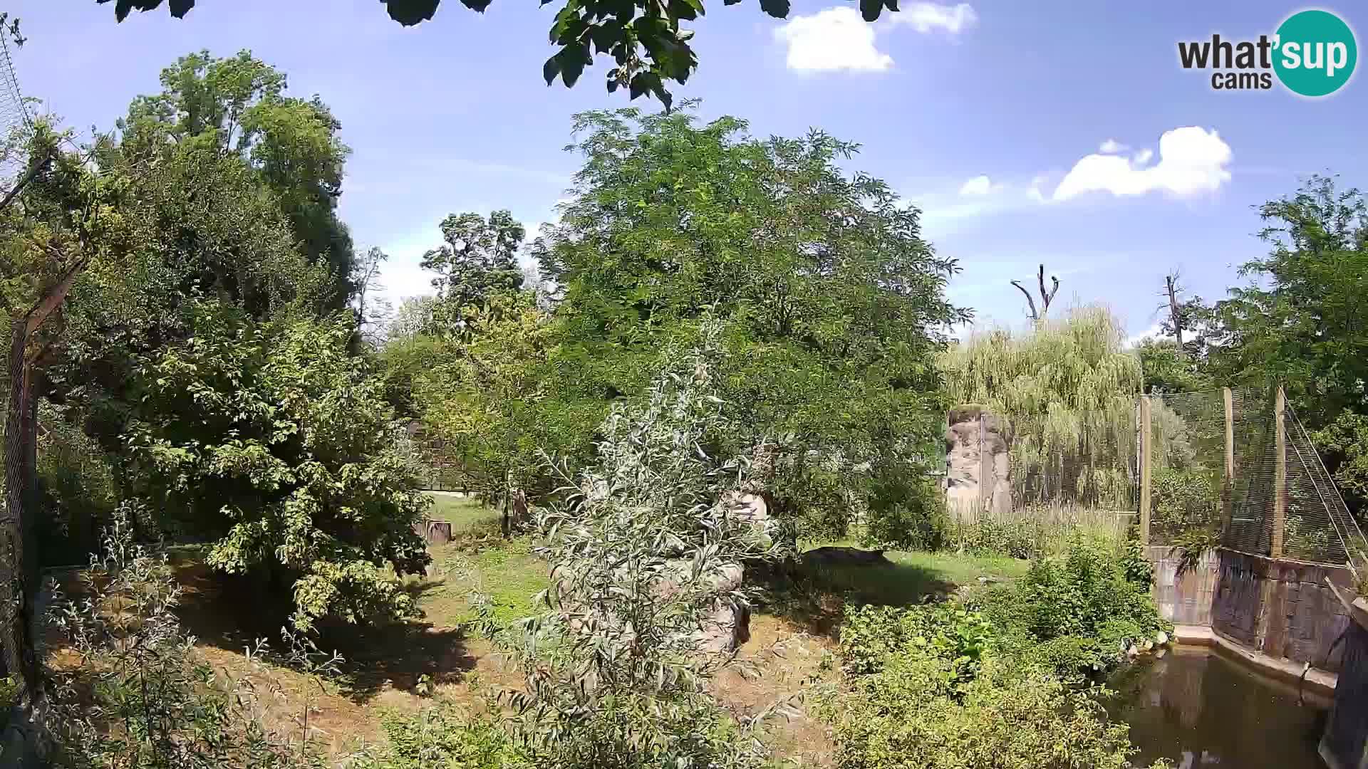 Spletna kamera Zoo Zagreb – Levi