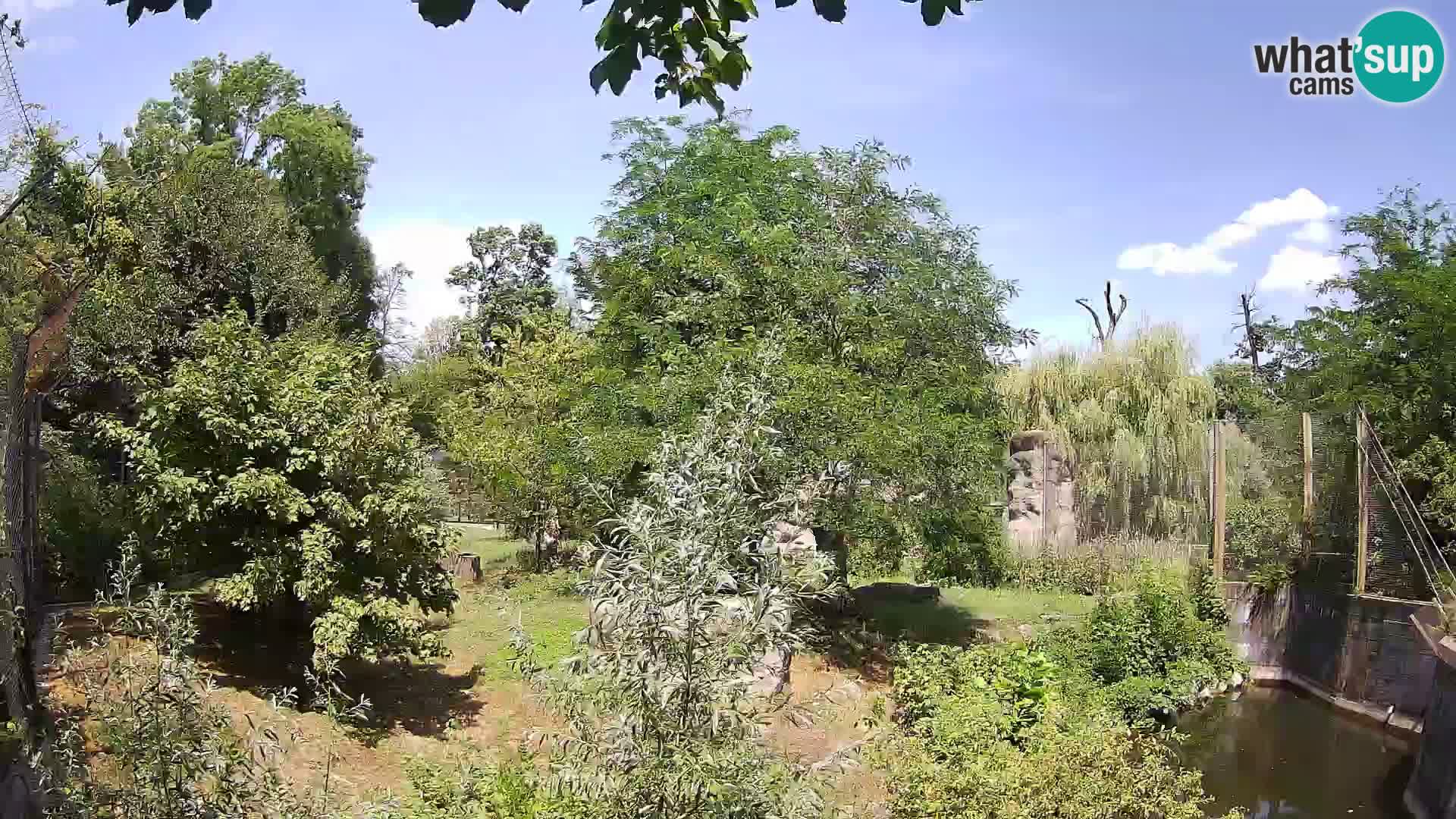 Zoo Zagreb – Löwen