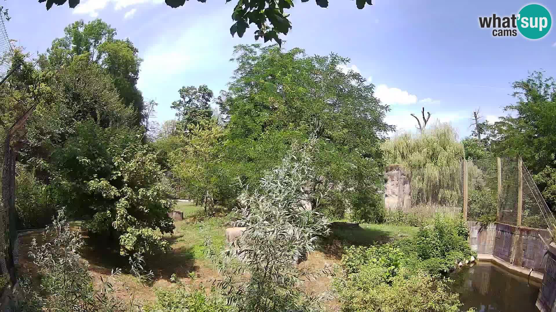 Zoo Zagreb – Löwen