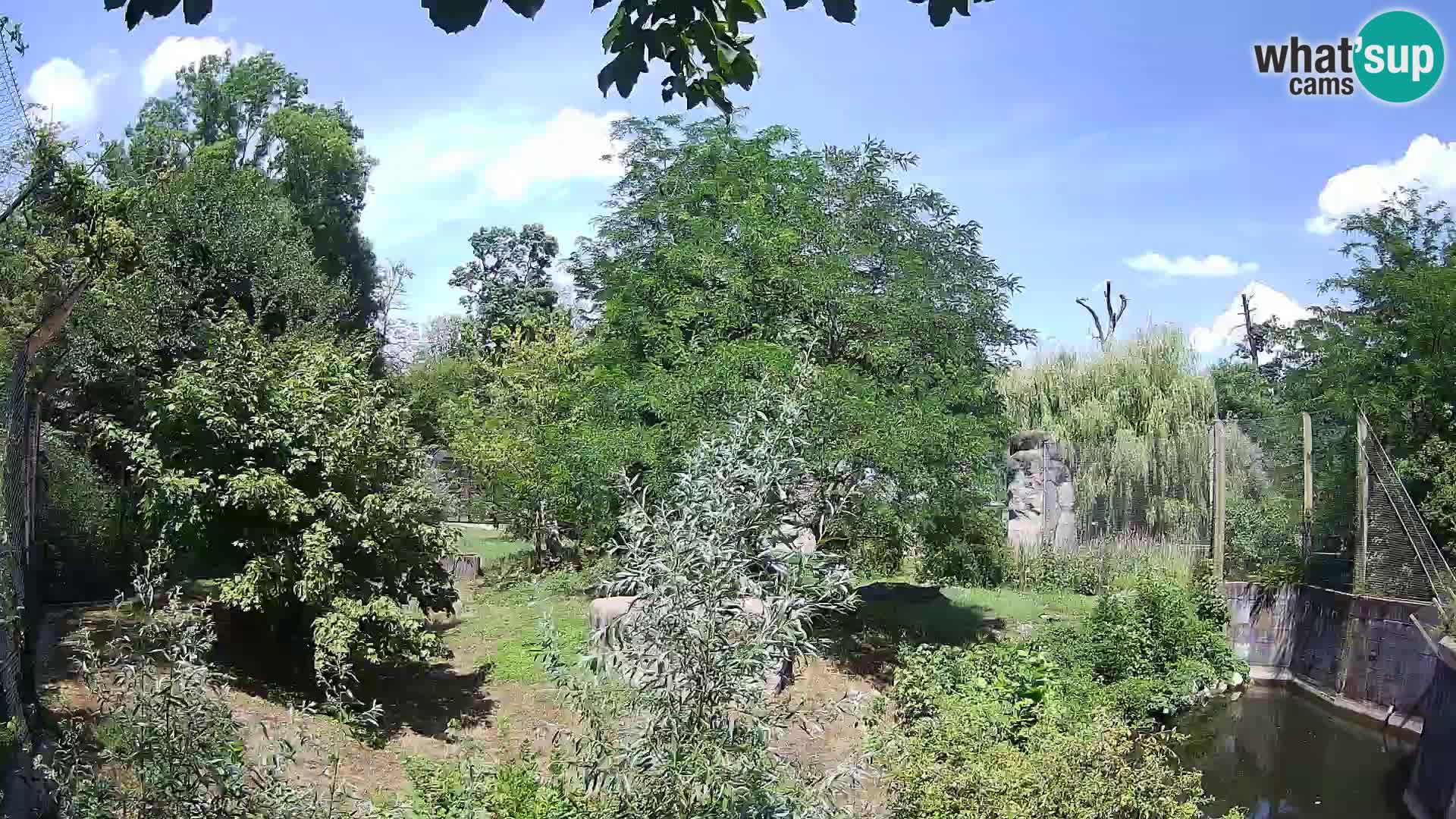 Zoo Zagreb – Lavovi