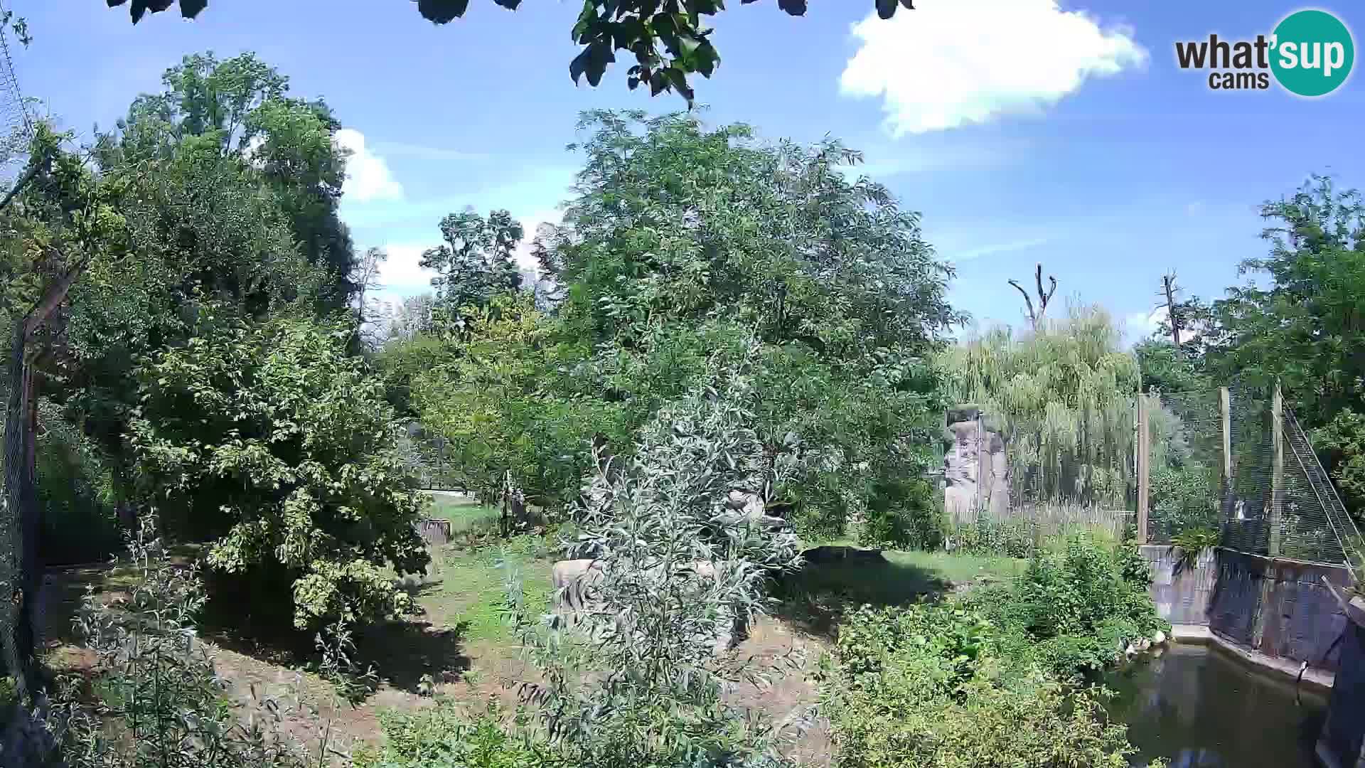 Zoo Zagreb – Leones