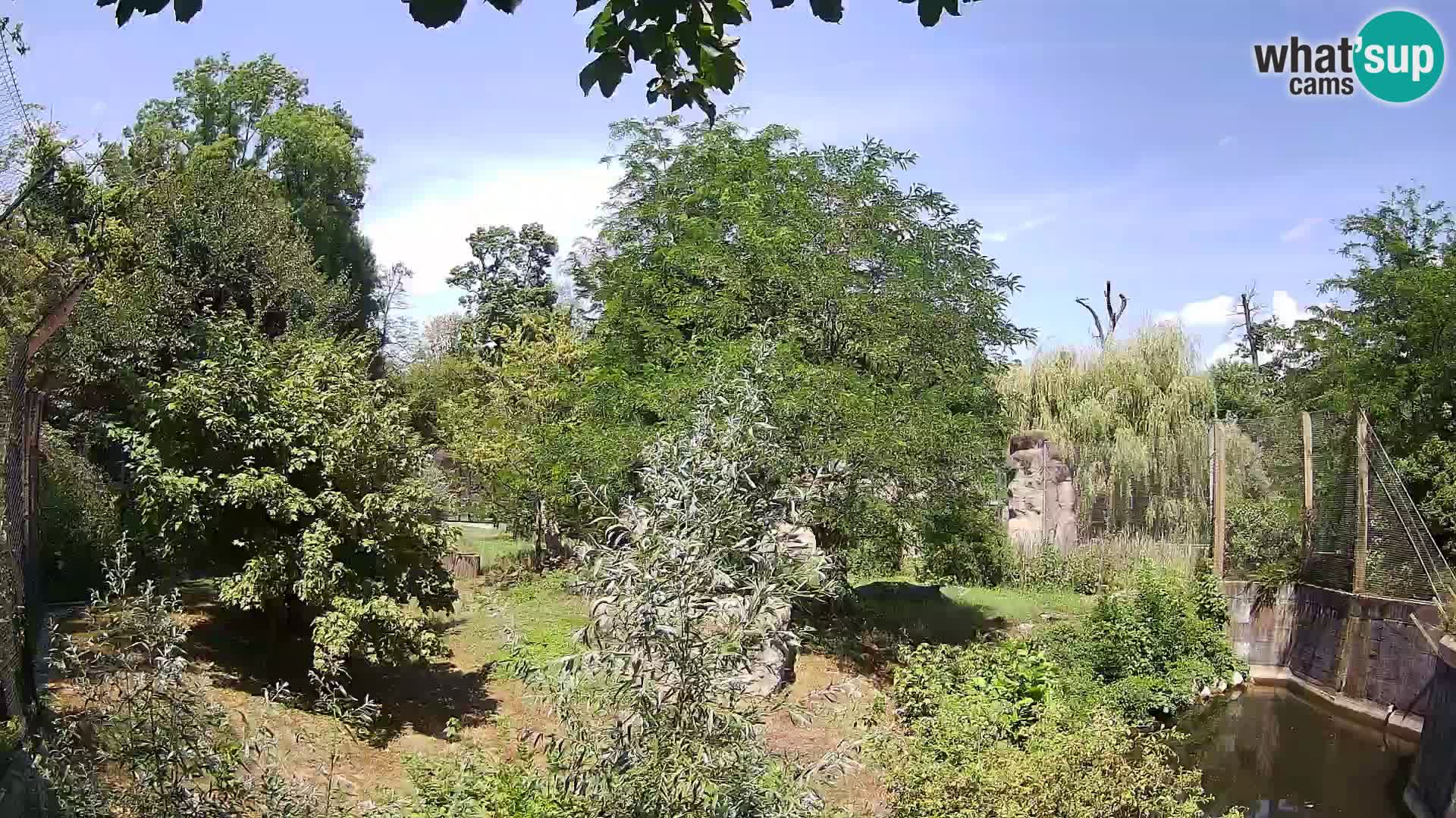 Zoo Zagreb – Löwen