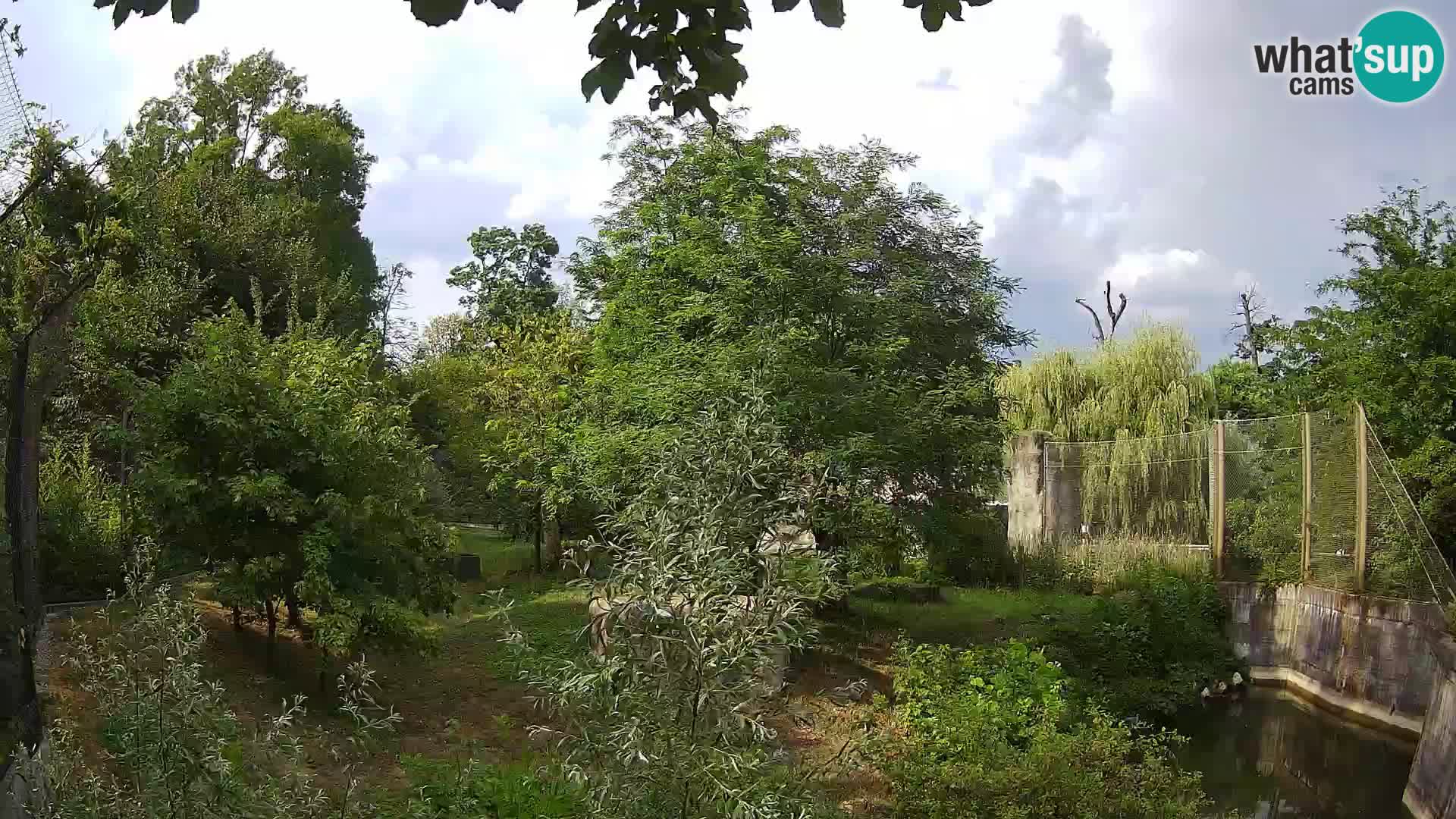 Zoo Zagreb – Lion