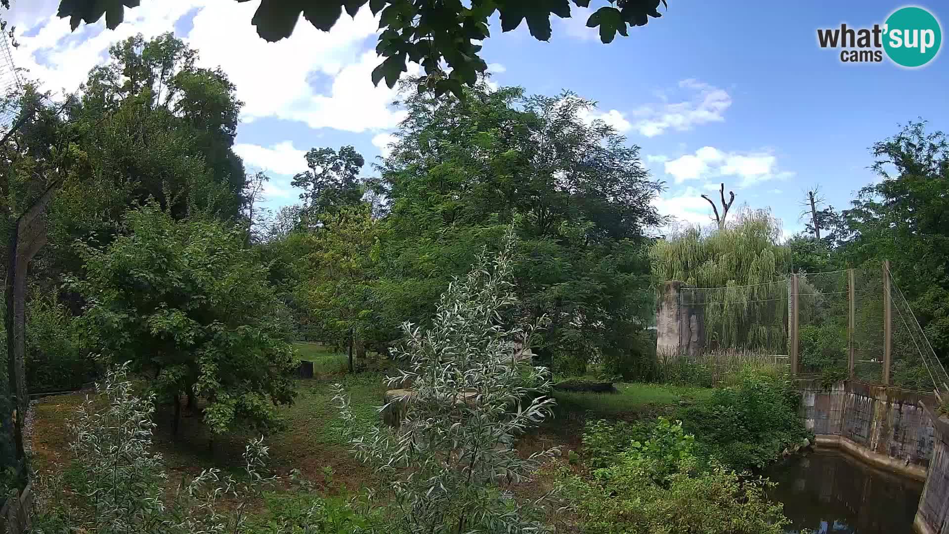 Zoo Zagreb – Löwen