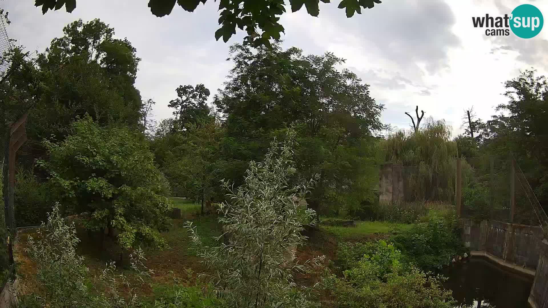 Spletna kamera Zoo Zagreb – Levi