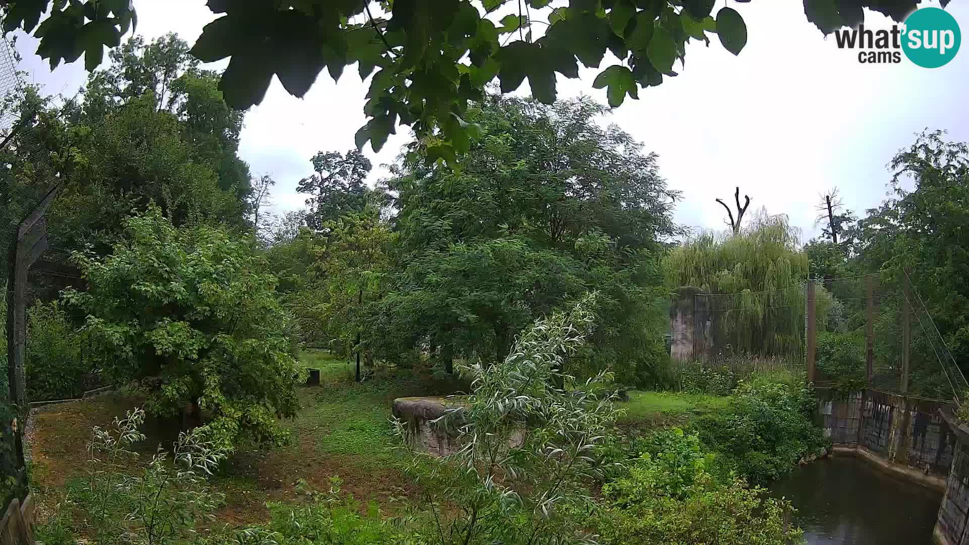 Spletna kamera Zoo Zagreb – Levi