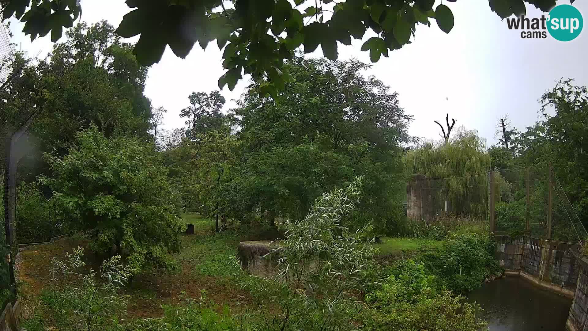 Spletna kamera Zoo Zagreb – Levi