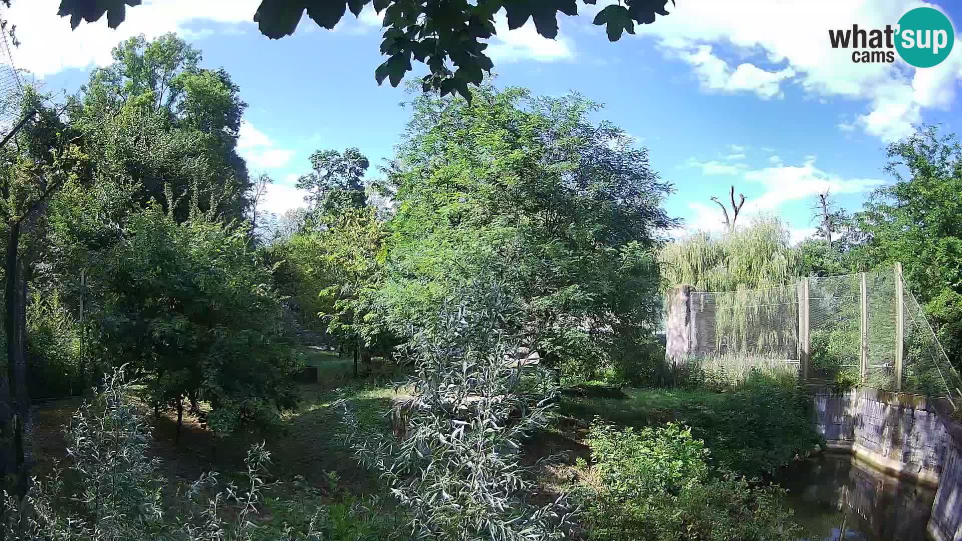 Zoo Zagreb – Löwen