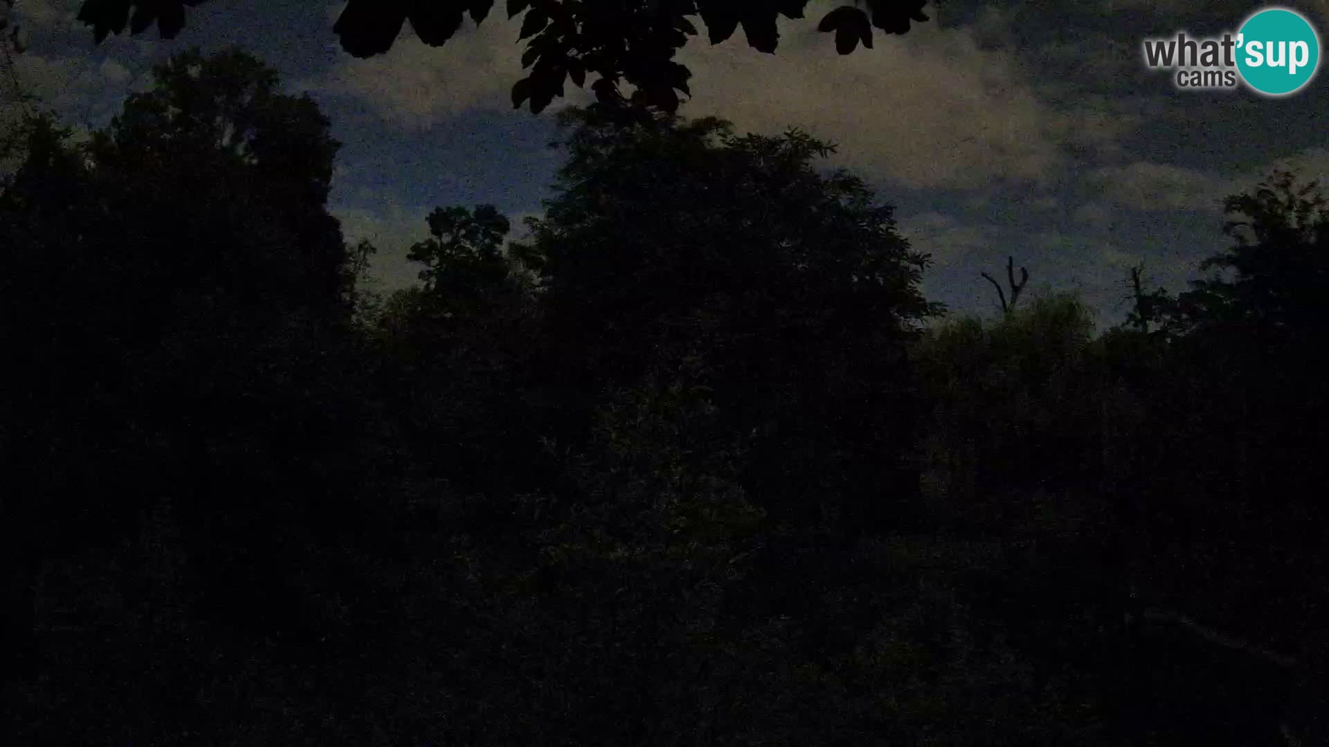 Spletna kamera Zoo Zagreb – Levi