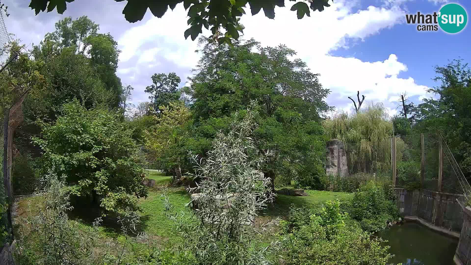 Zoo Zagreb – Löwen