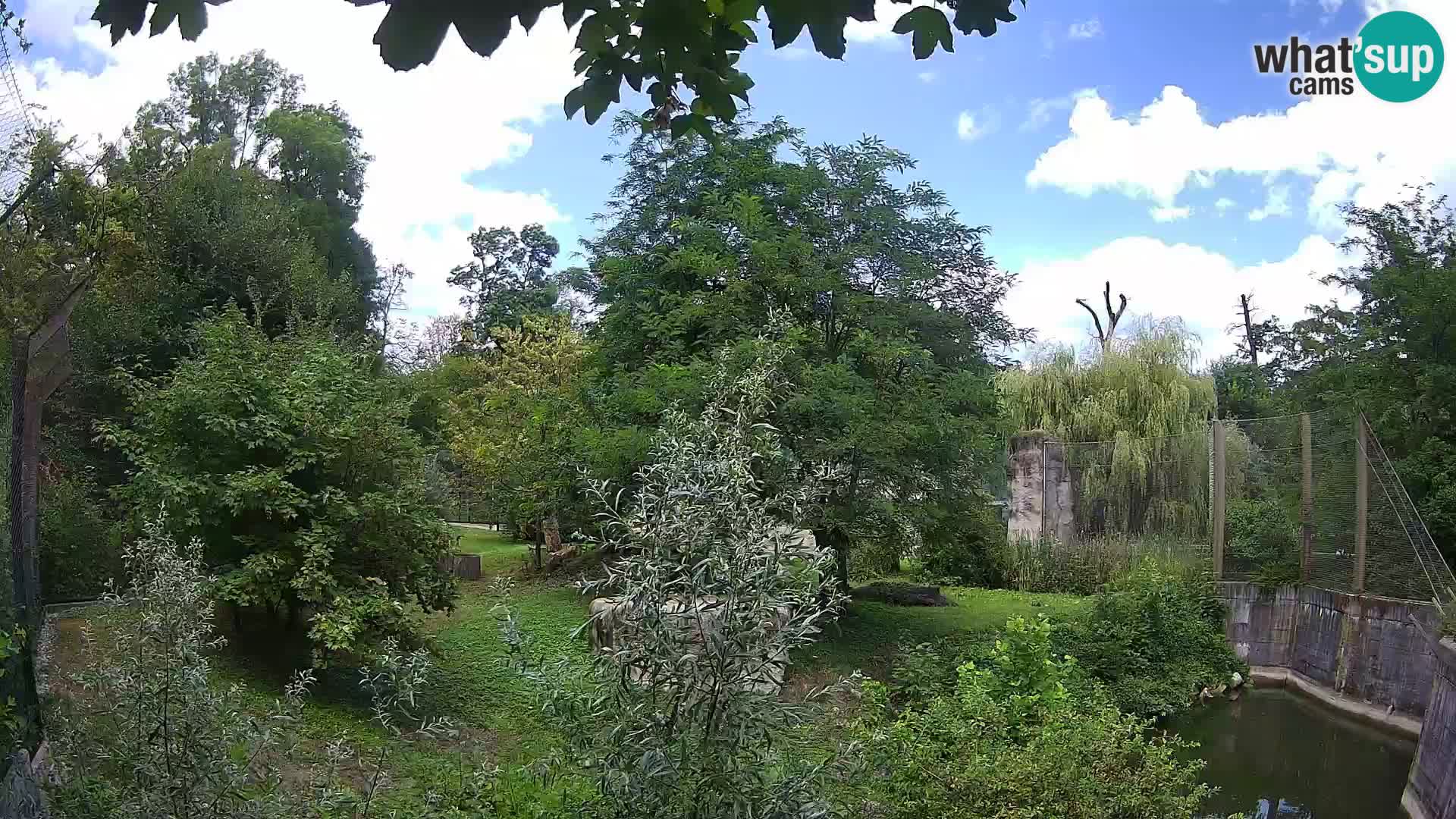 Zoo Zagreb – Lion