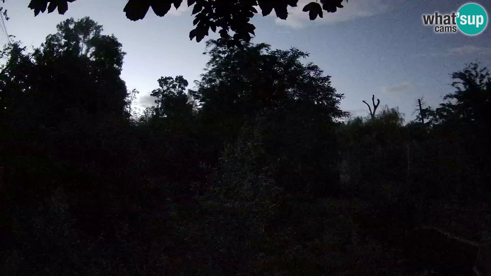 Spletna kamera Zoo Zagreb – Levi