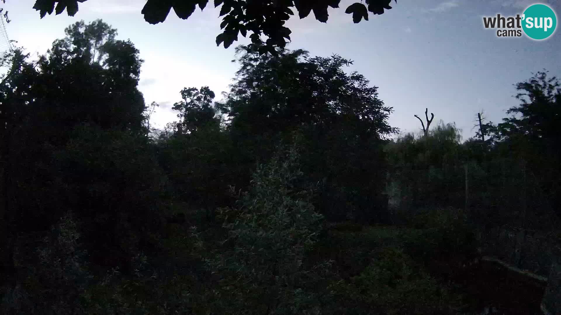 Zoo Zagreb – Lavovi
