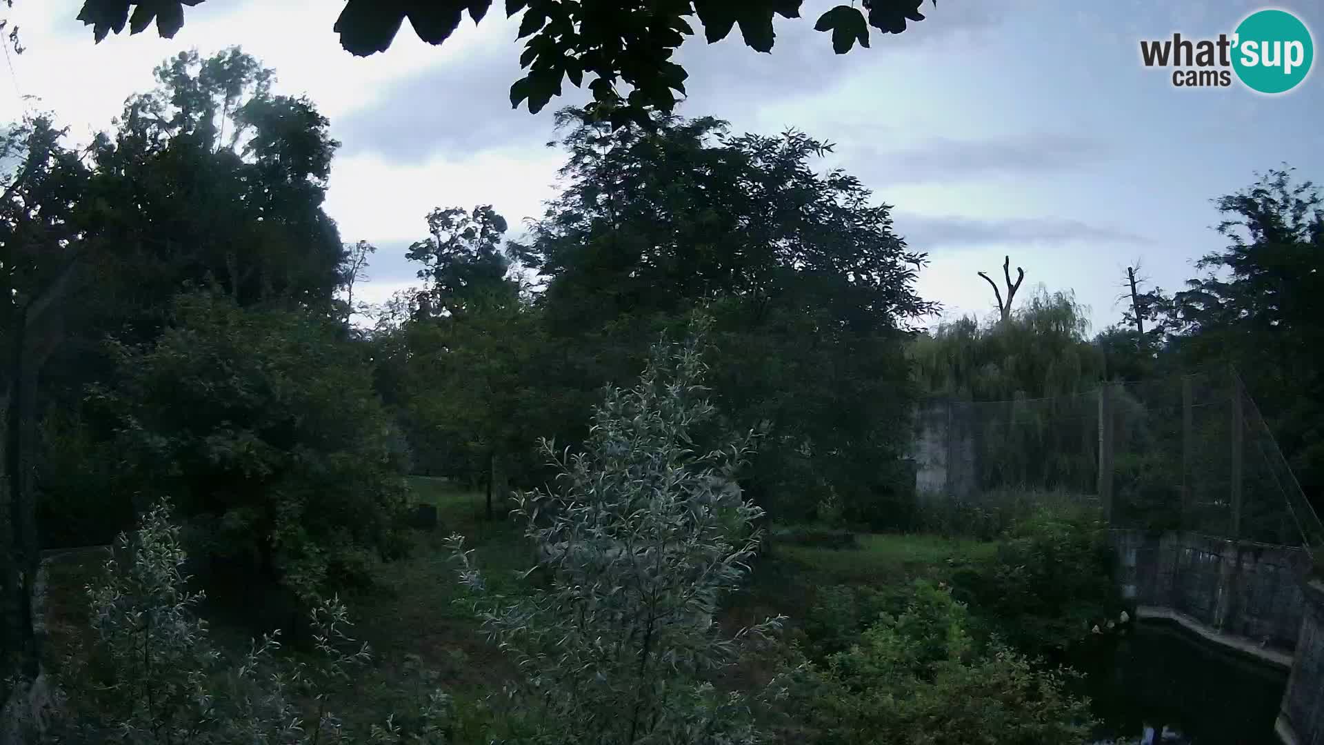 Zoo Zagreb – Lavovi