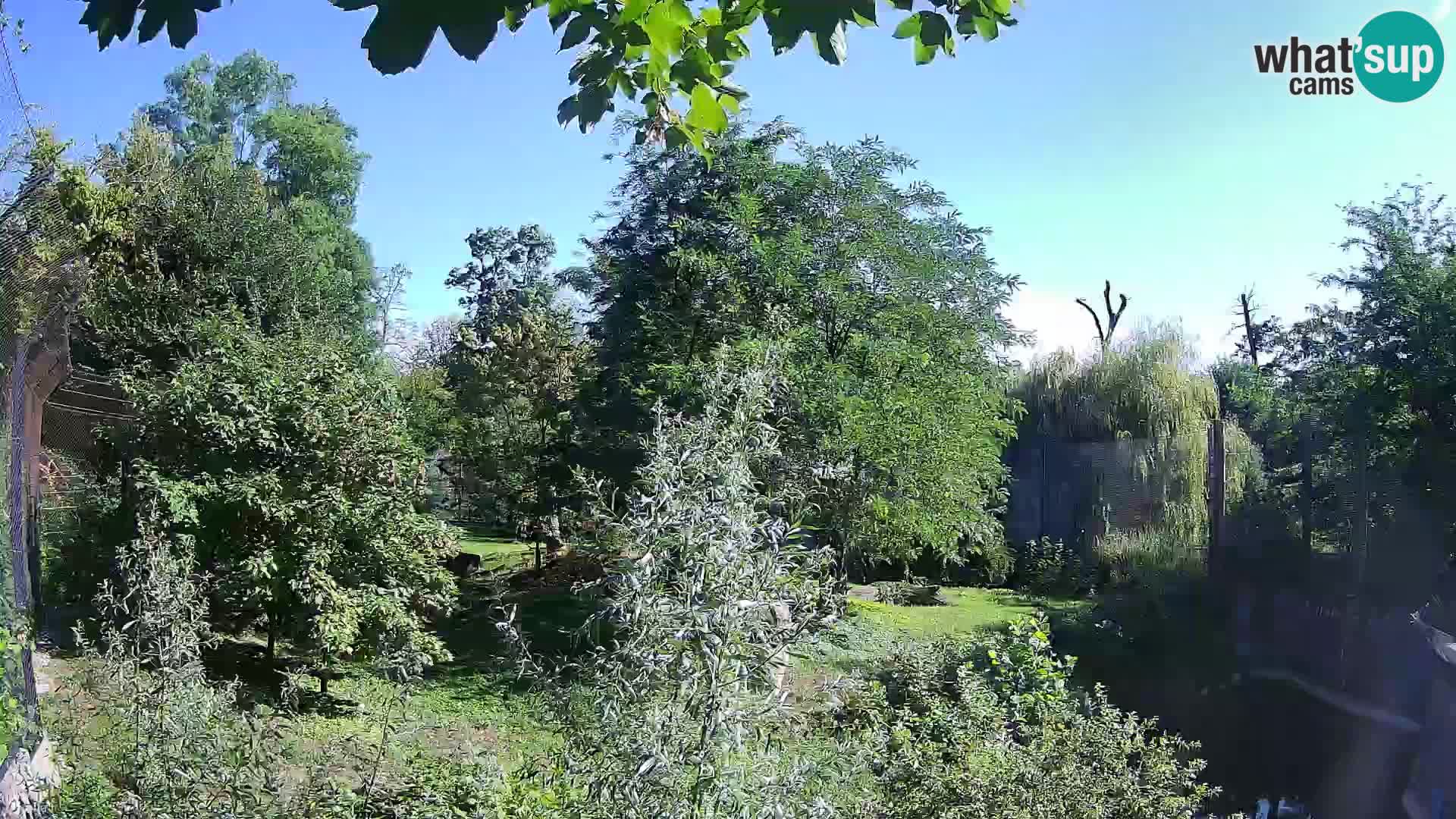 Zoo Zagreb – Lion