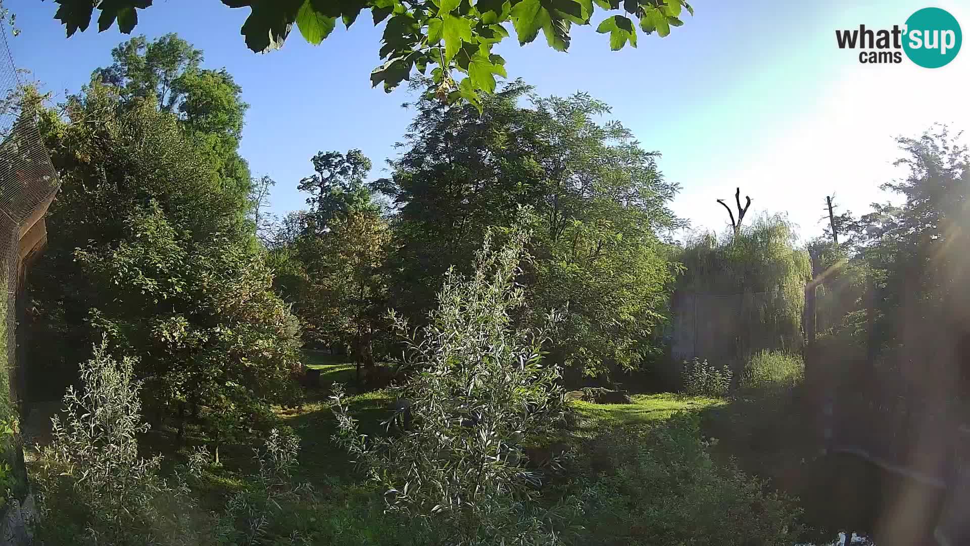 Zoo Zagreb – Leones