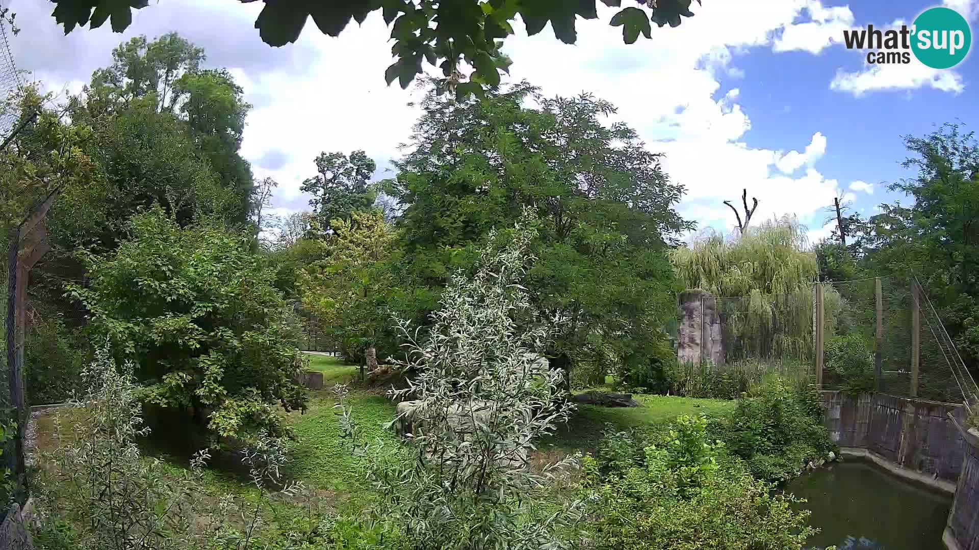 Spletna kamera Zoo Zagreb – Levi