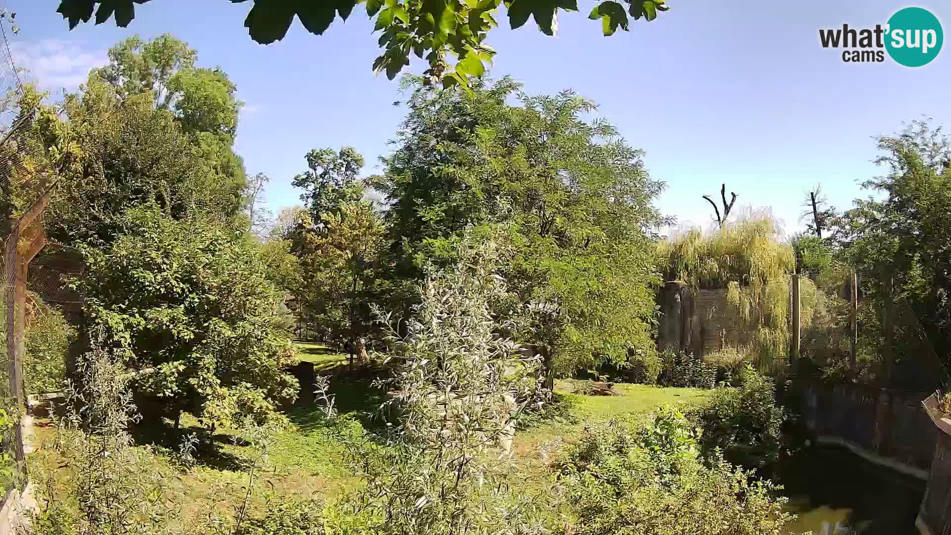Spletna kamera Zoo Zagreb – Levi