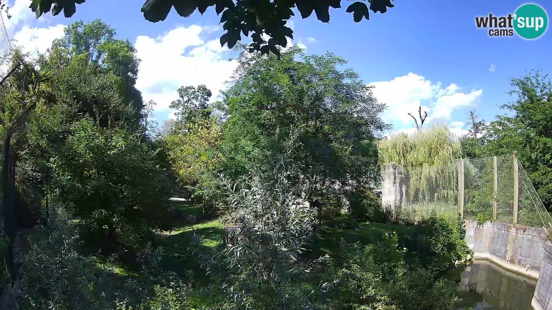 Zoo Zagreb – Lavovi
