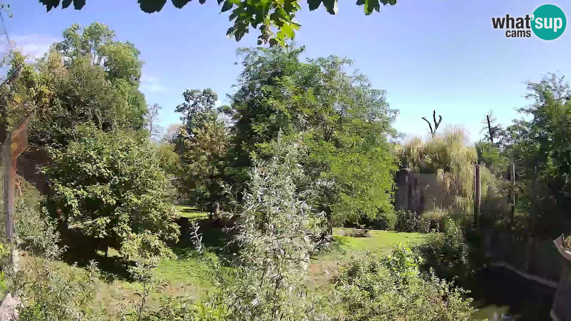 Zoo Zagreb – Leones