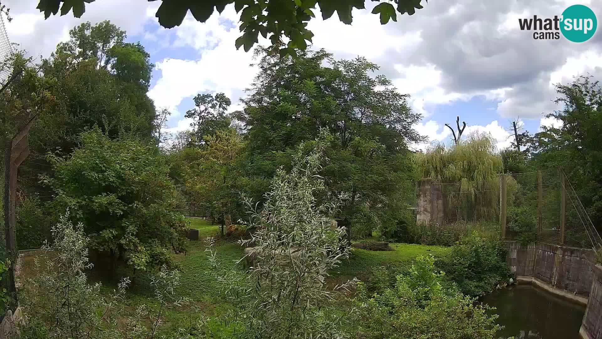 Zoo Zagreb – Lavovi