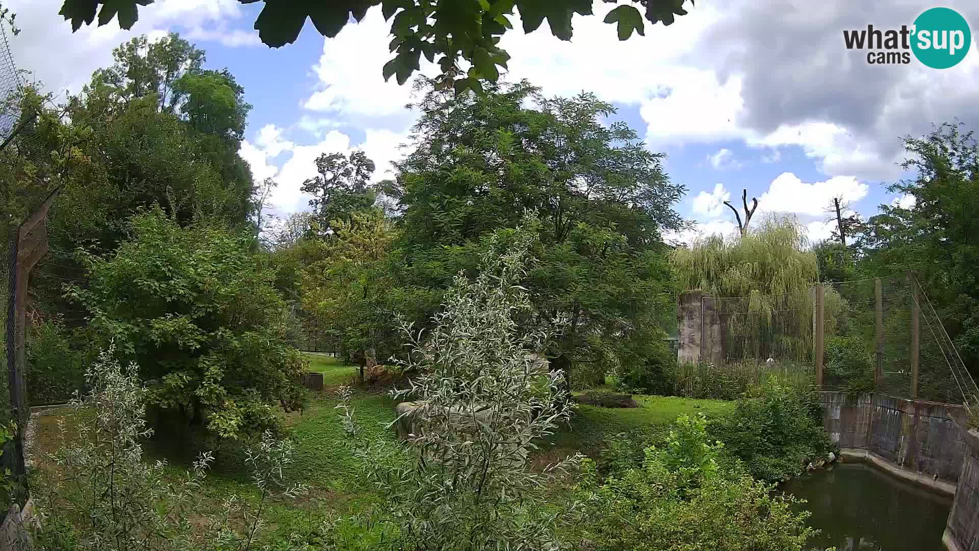 Zoo Zagreb – Lion