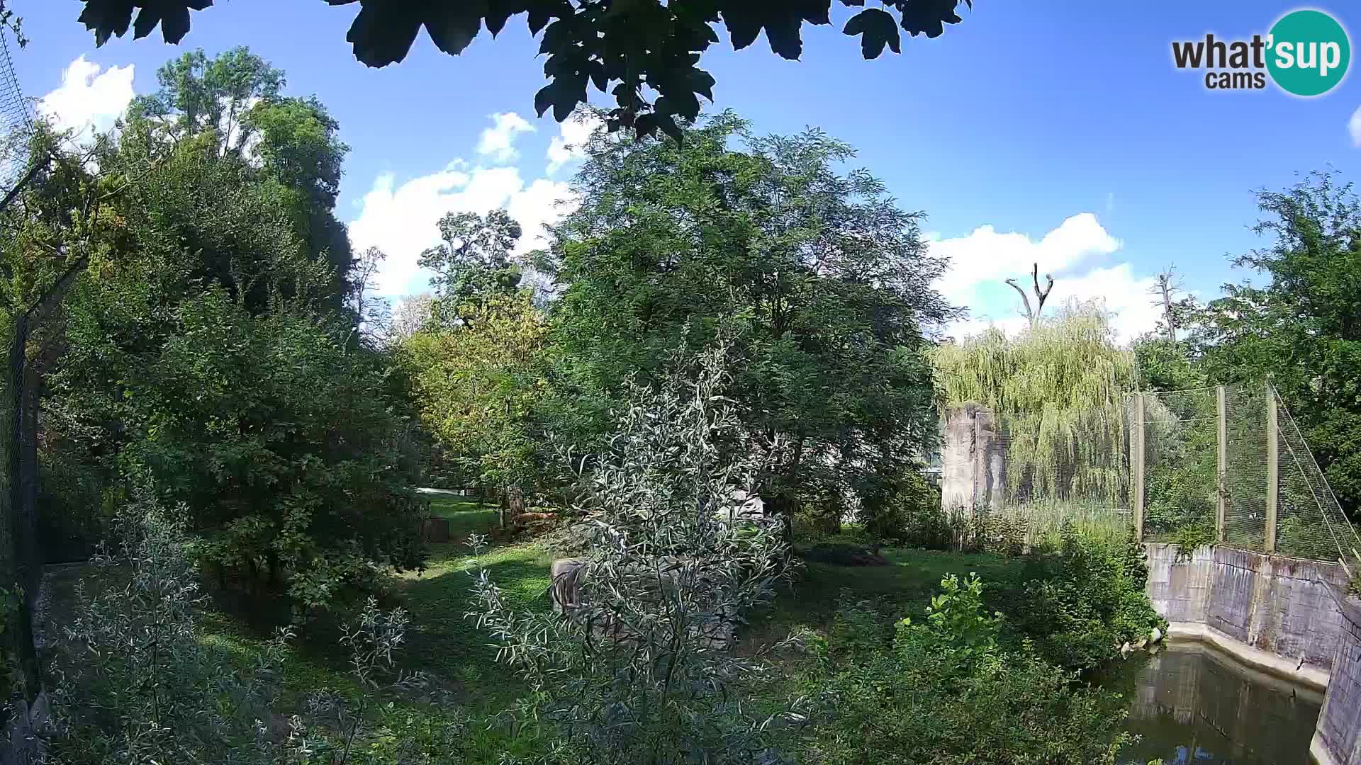 Zoo Zagreb – Leones