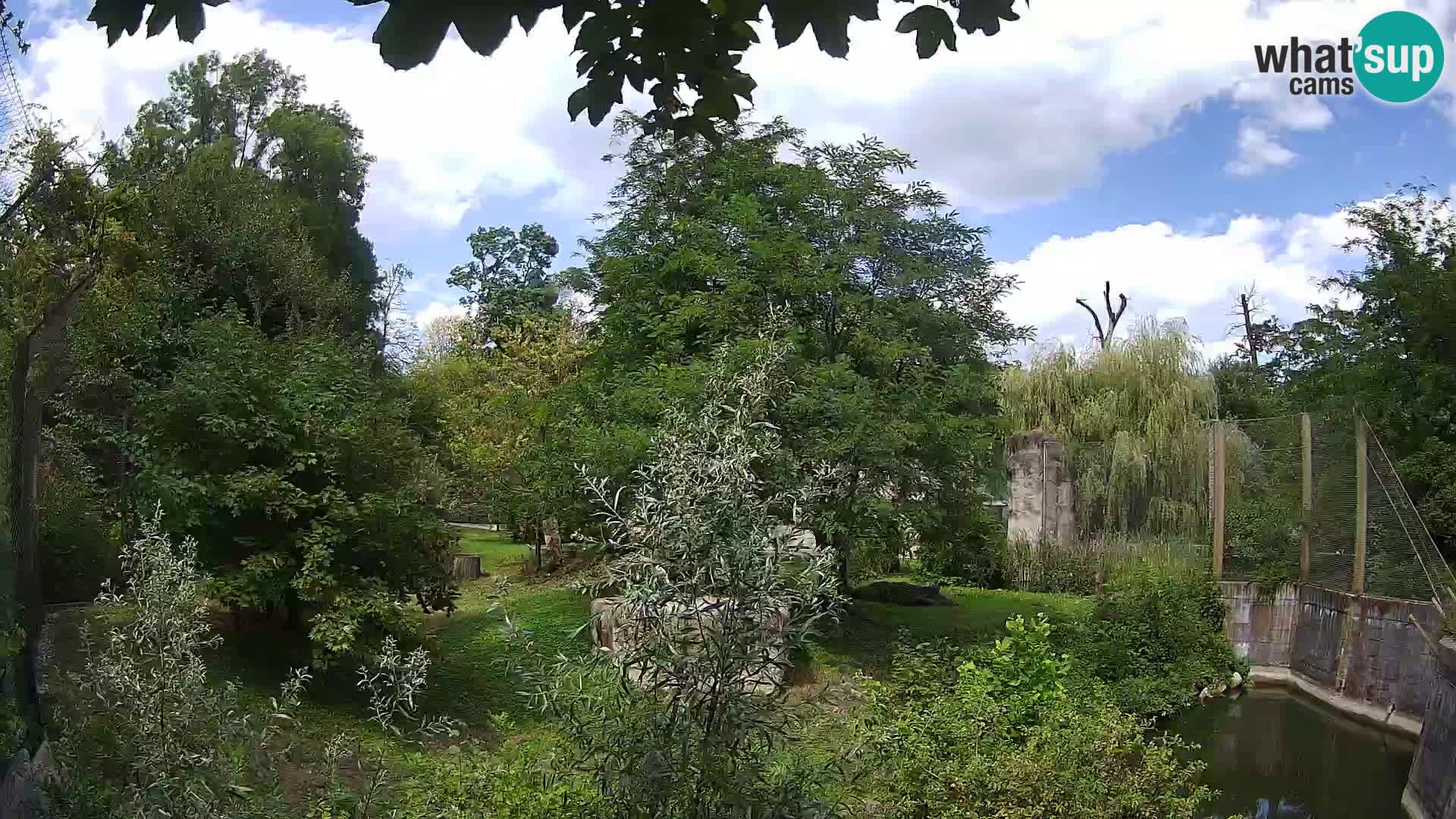 Spletna kamera Zoo Zagreb – Levi