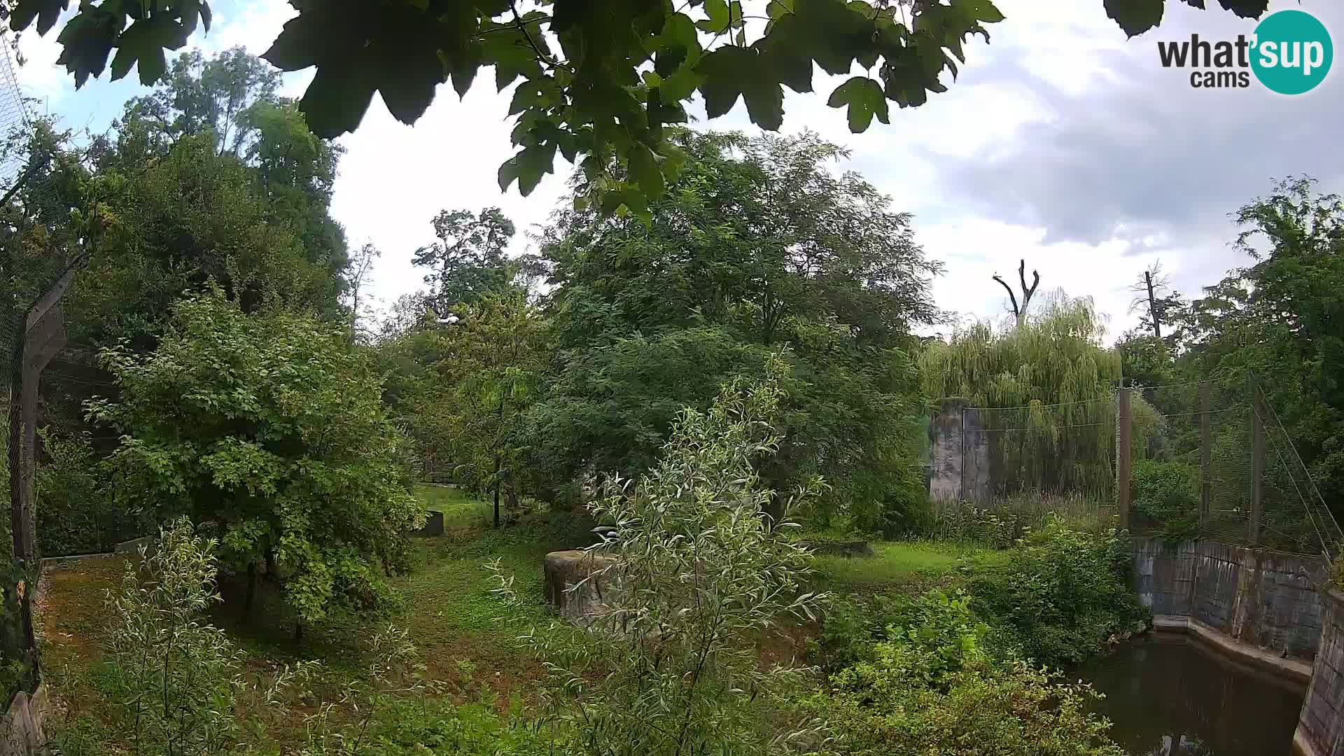 Spletna kamera Zoo Zagreb – Levi