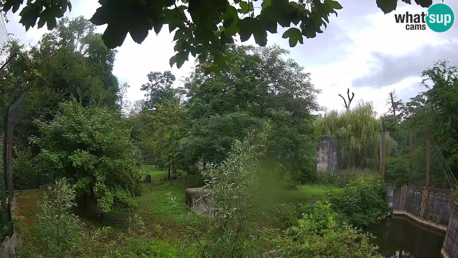 Zoo Zagreb – Lavovi