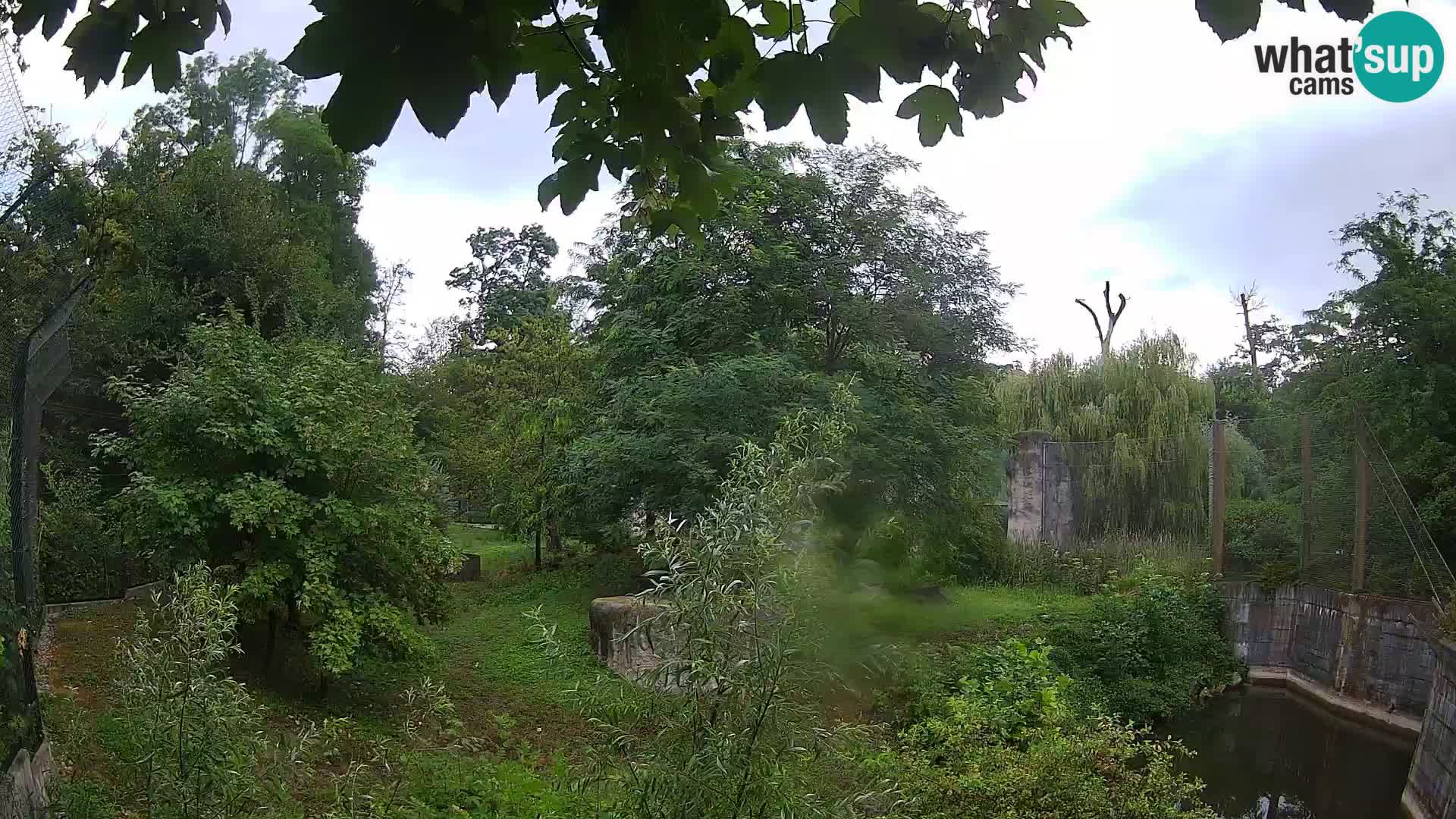 Zoo Zagreb – Leoni