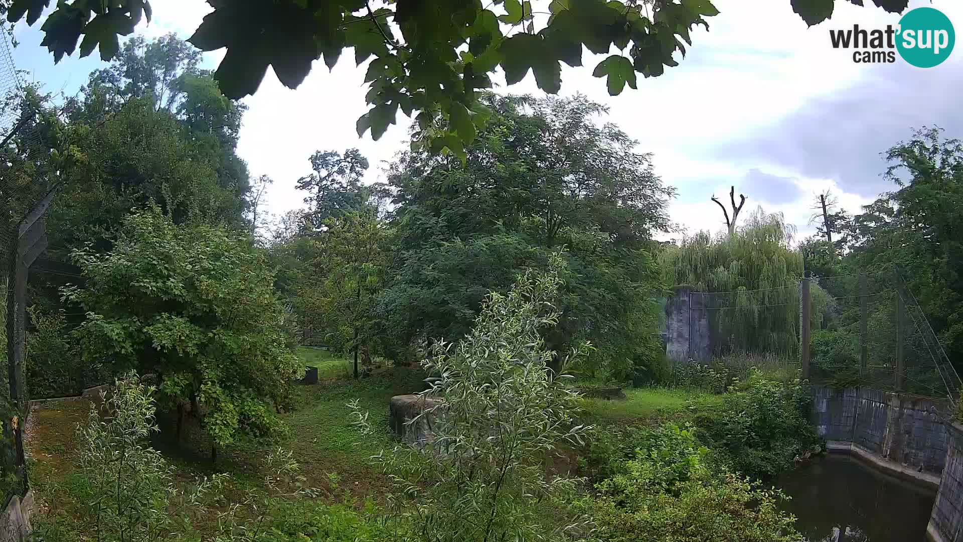 Zoo Zagreb – Lion