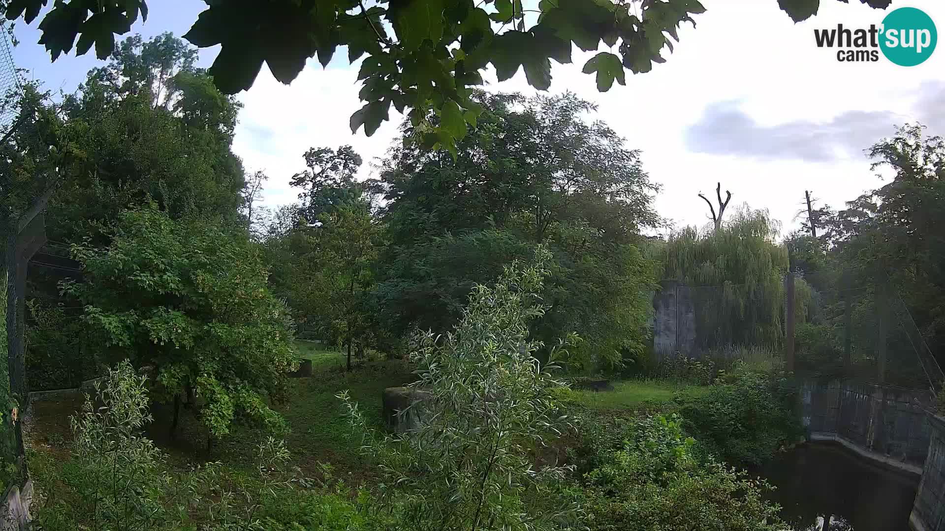 Zoo Zagreb – Lion