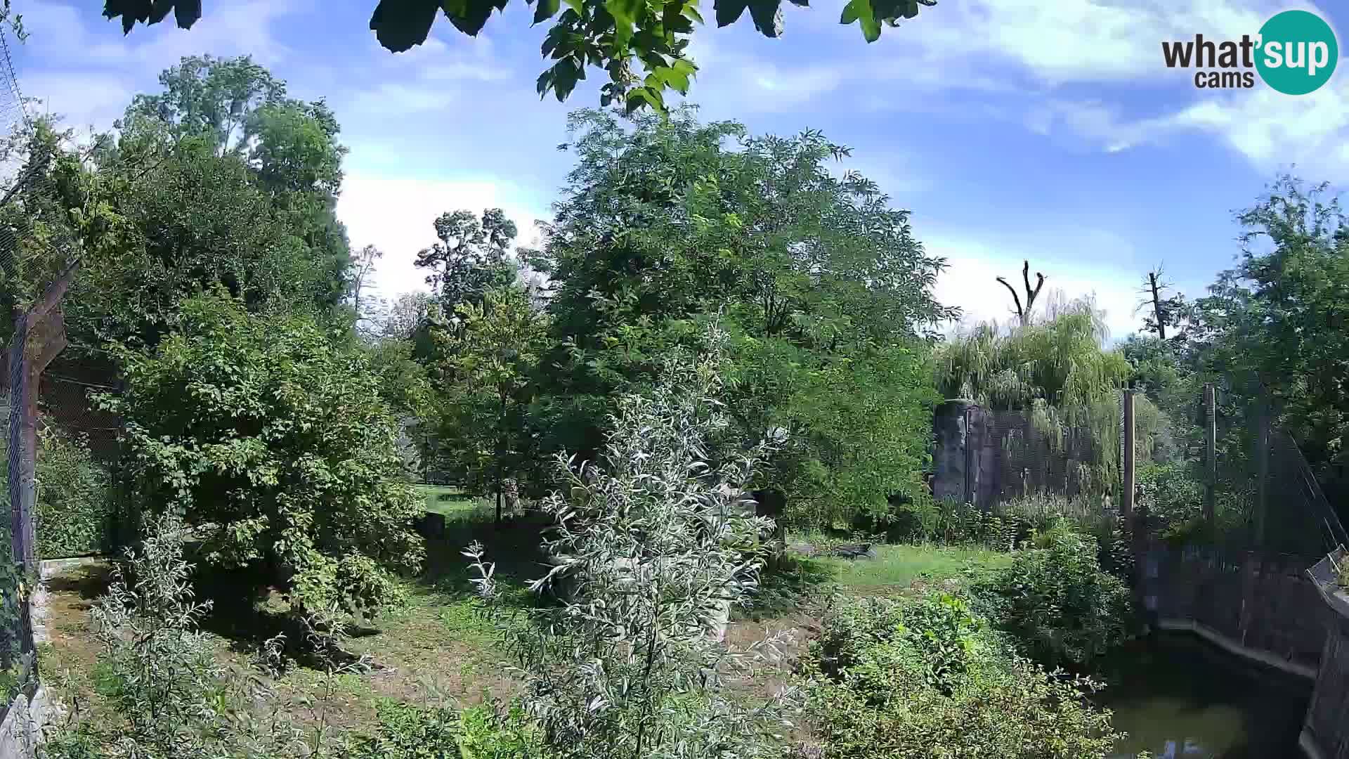 Zoo Zagreb – Lion