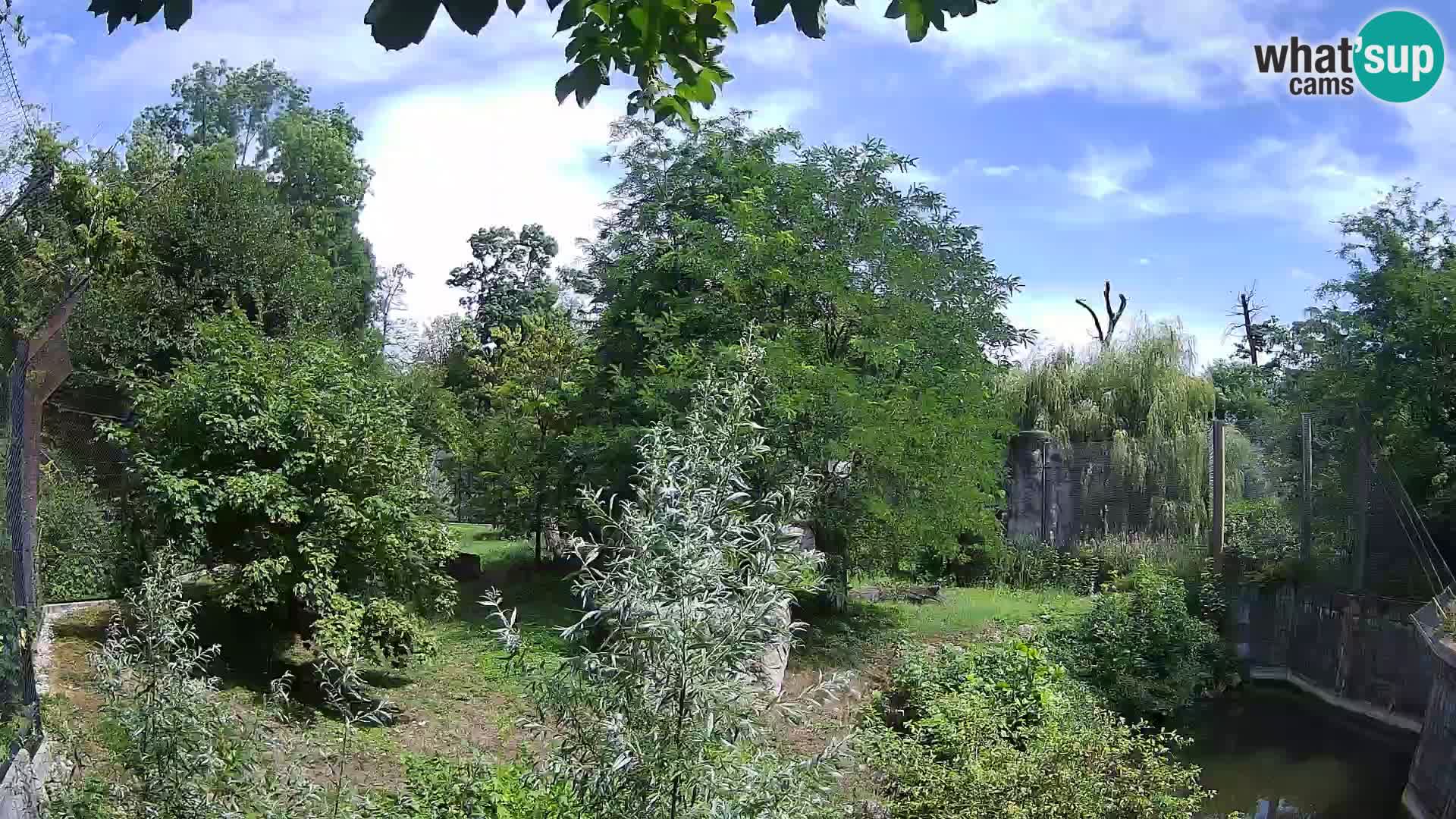 Spletna kamera Zoo Zagreb – Levi