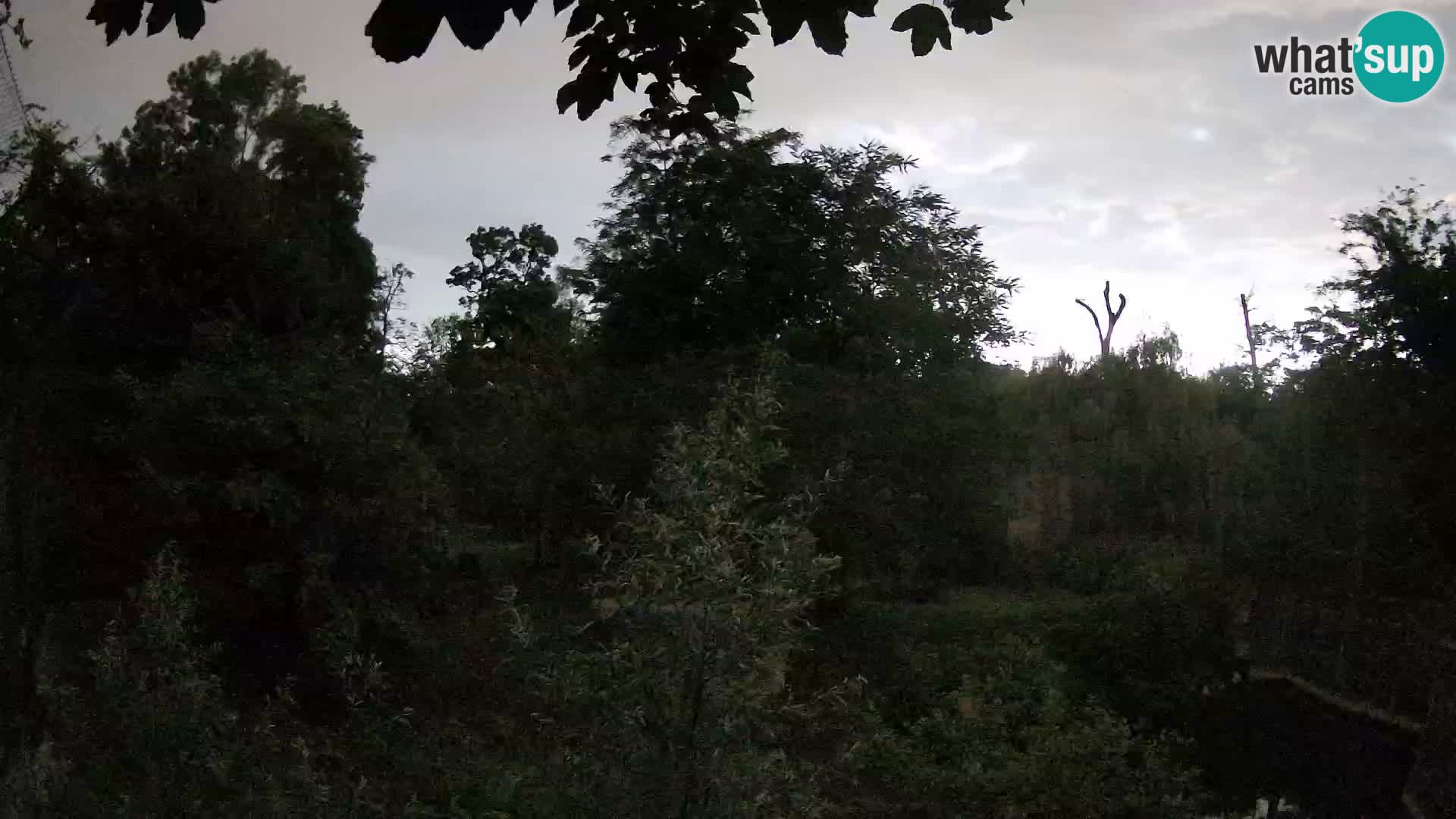 Spletna kamera Zoo Zagreb – Levi