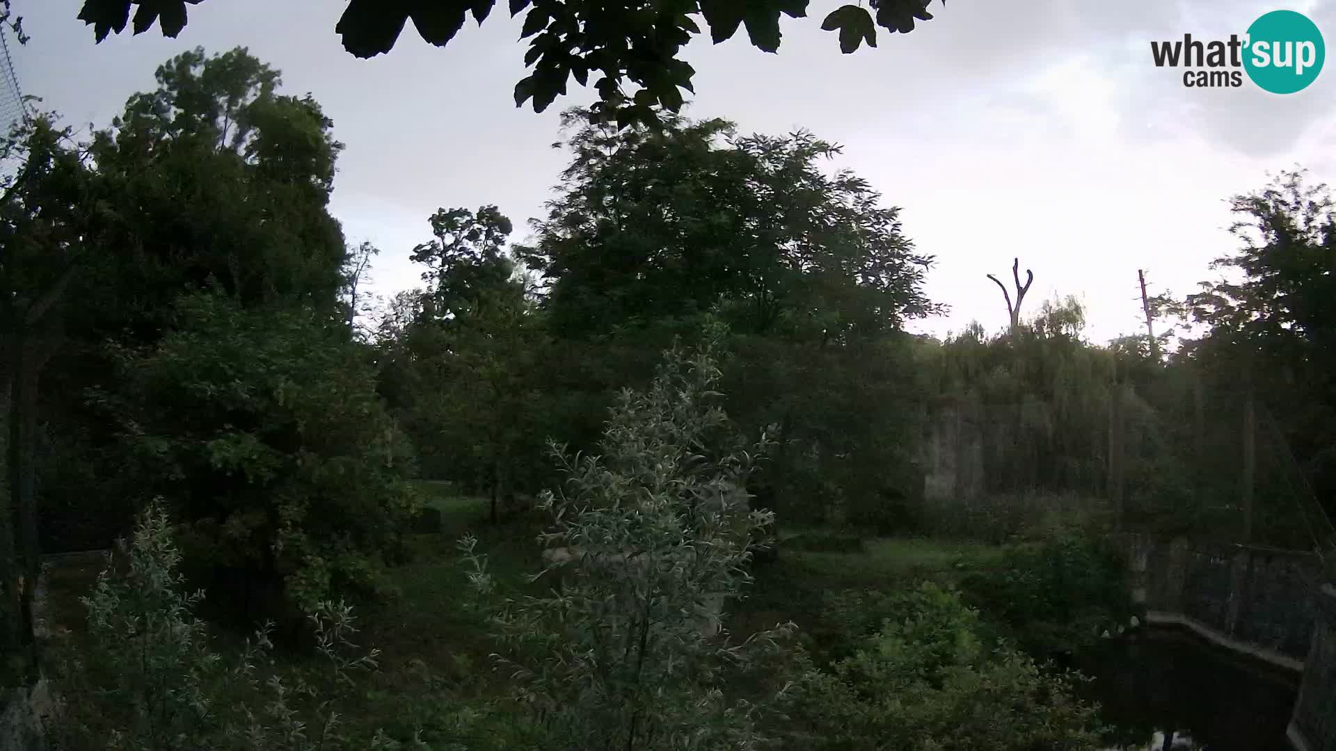 Zoo Zagreb – Löwen