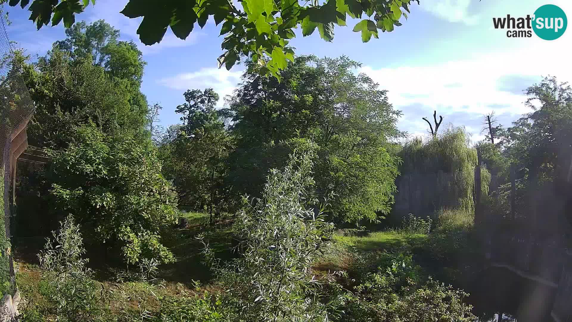 Zoo Zagreb – Lavovi