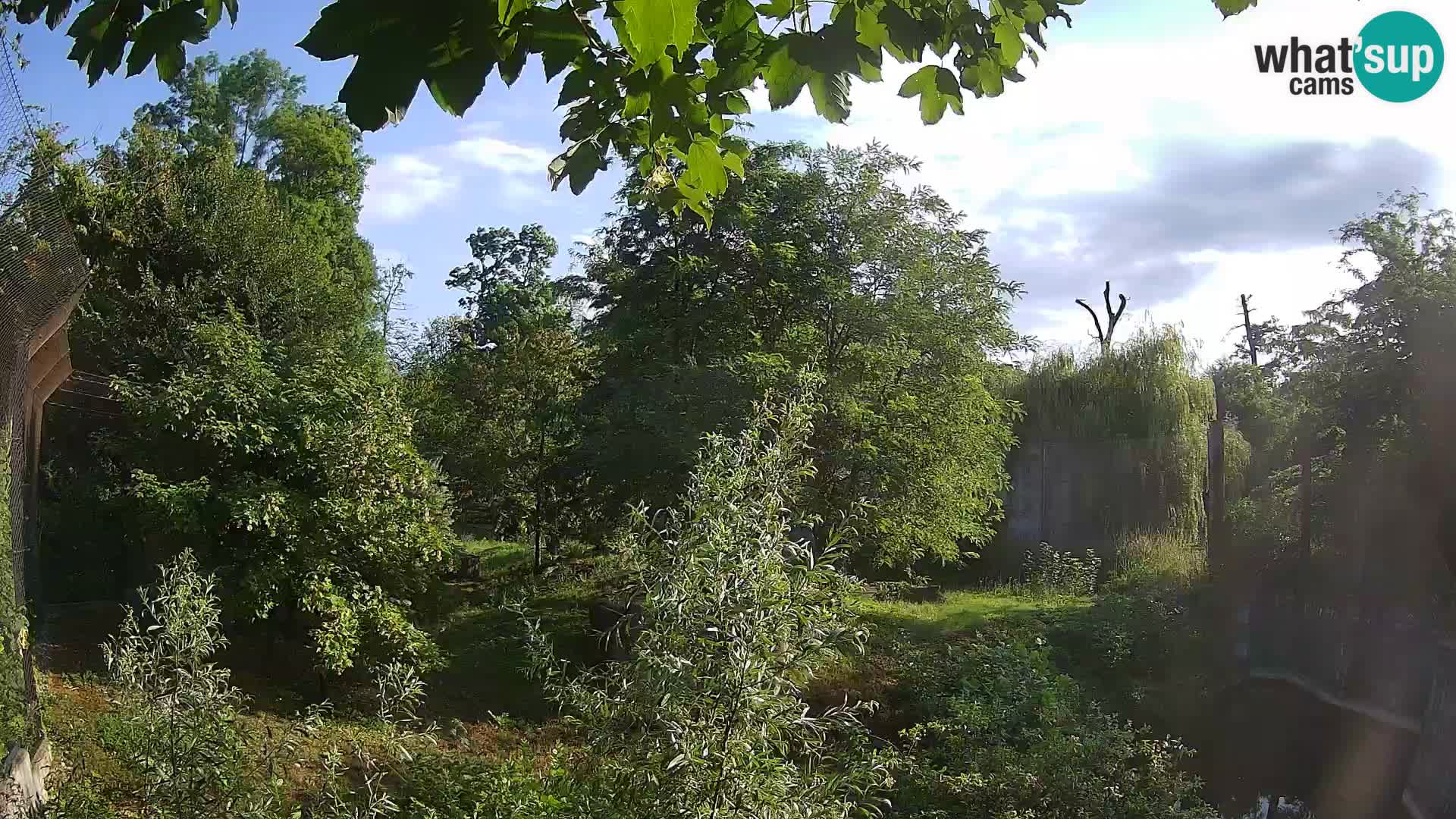 Spletna kamera Zoo Zagreb – Levi