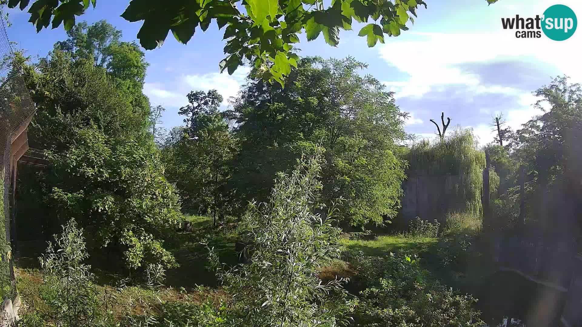 Zoo Zagreb – Lavovi