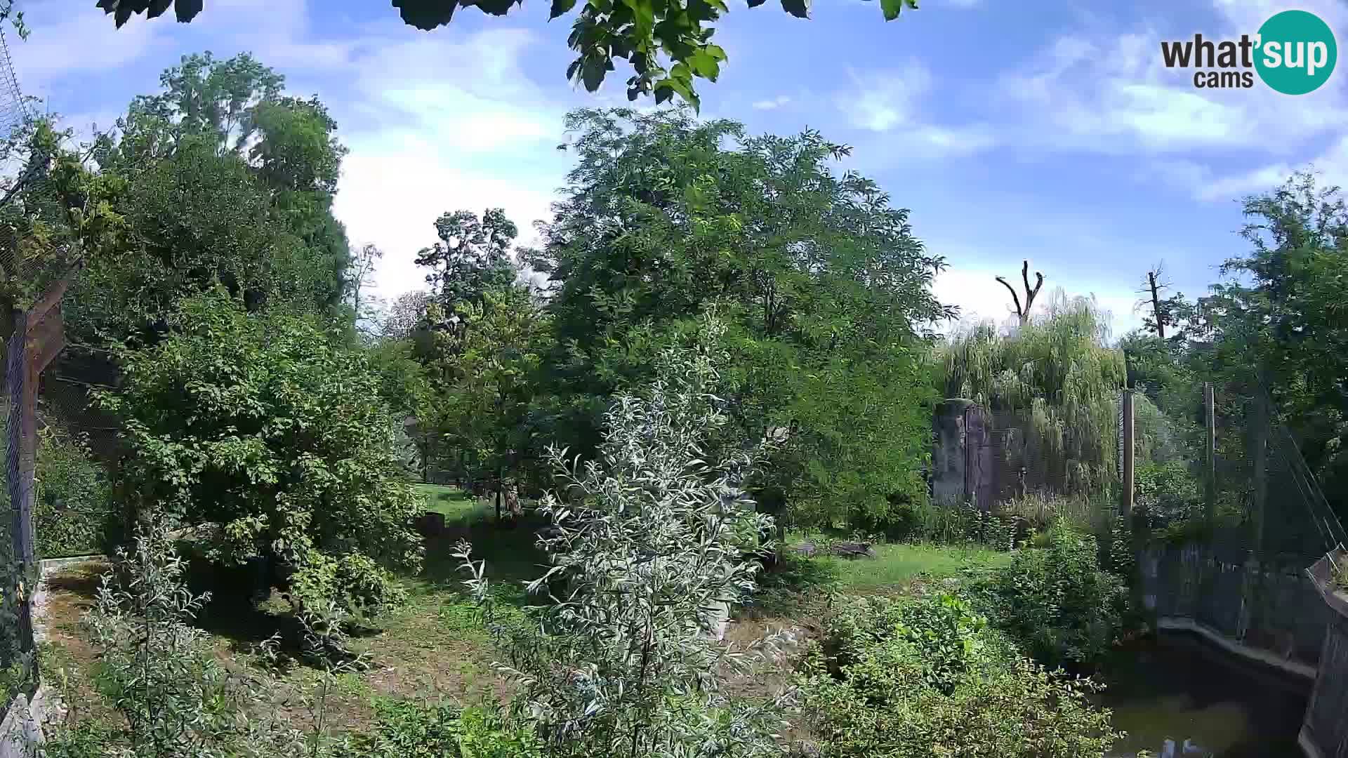 Zoo Zagreb – Lion