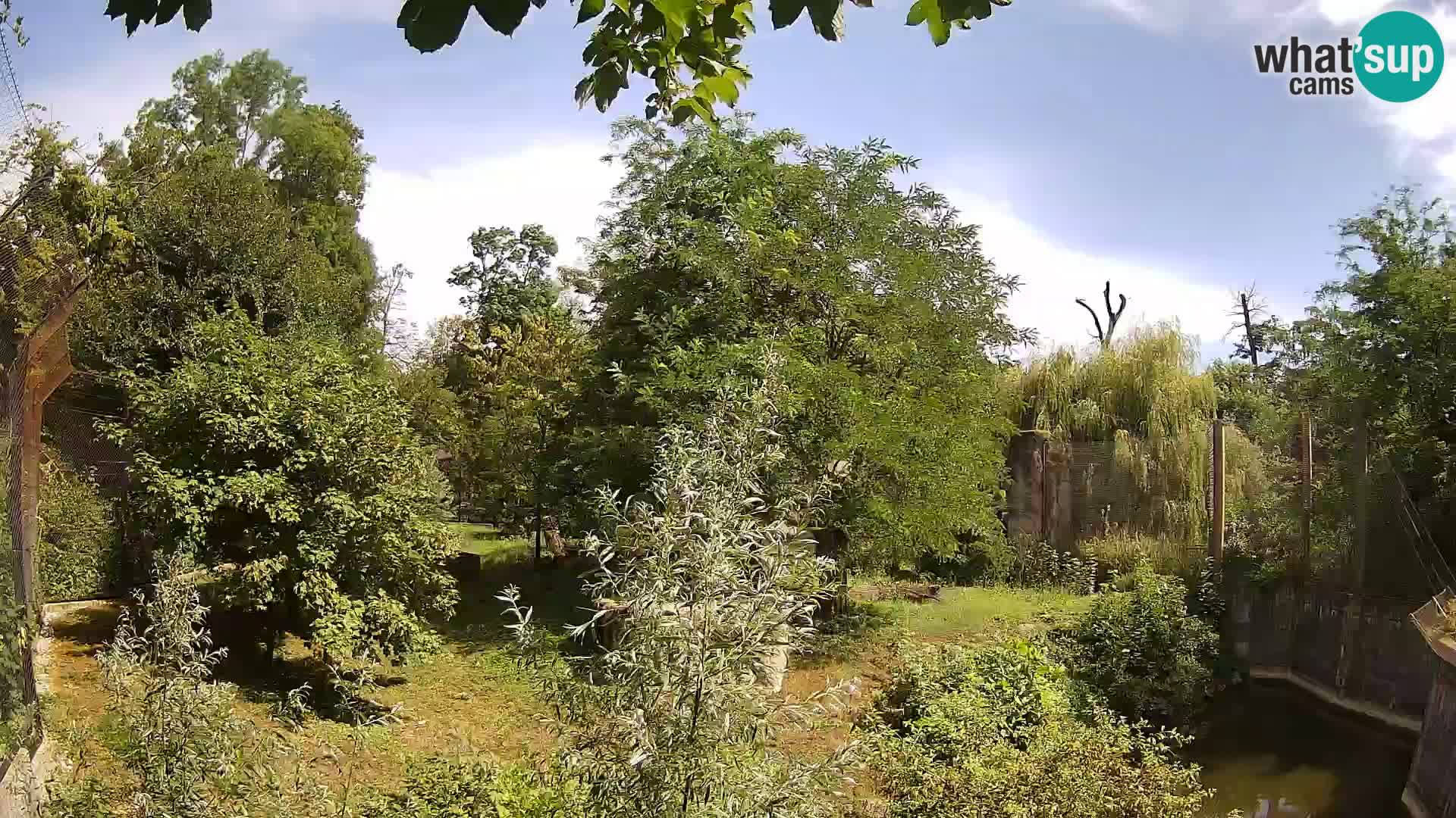 Zoo Zagreb – Löwen