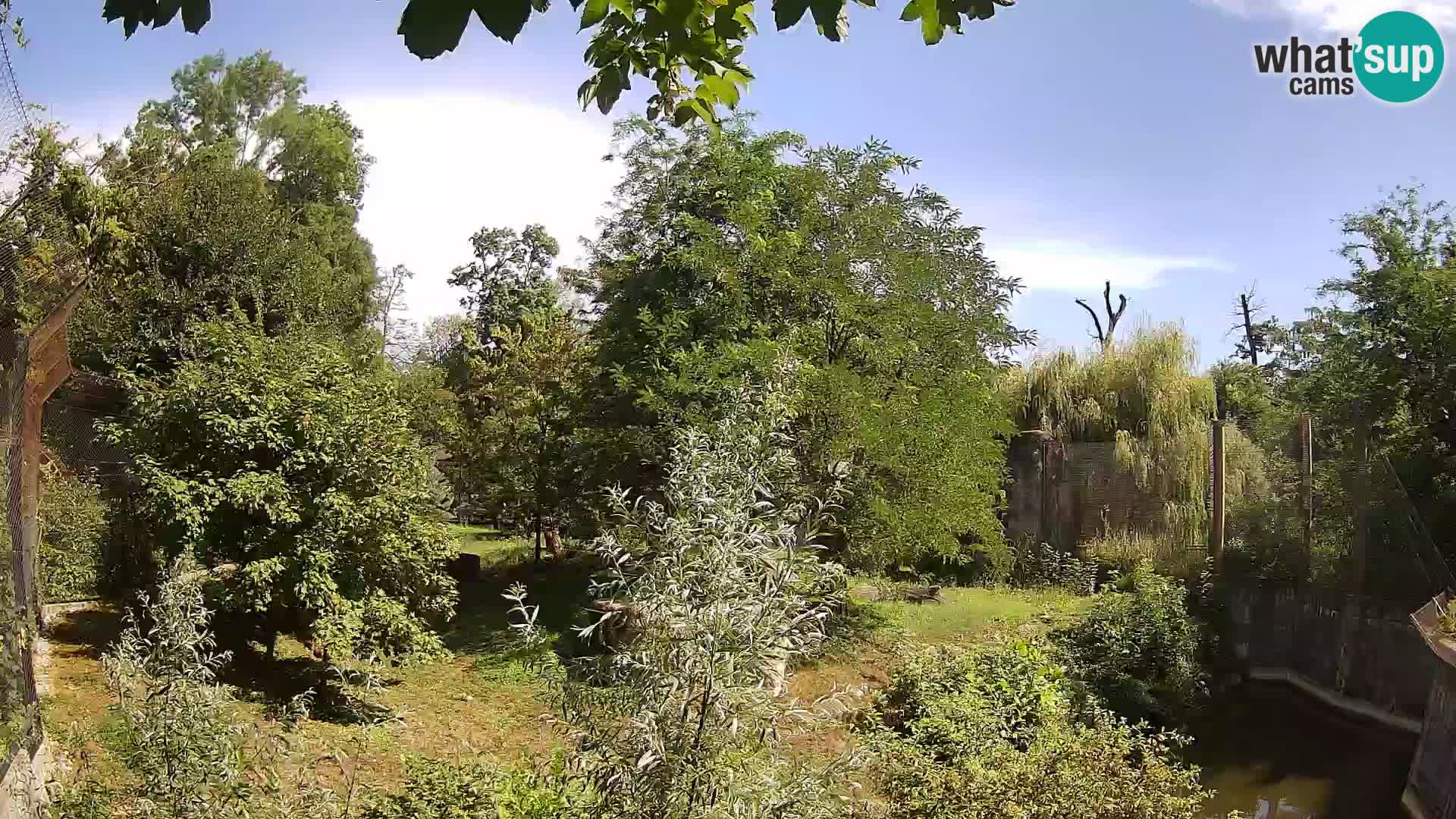 Zoo Zagreb – Löwen