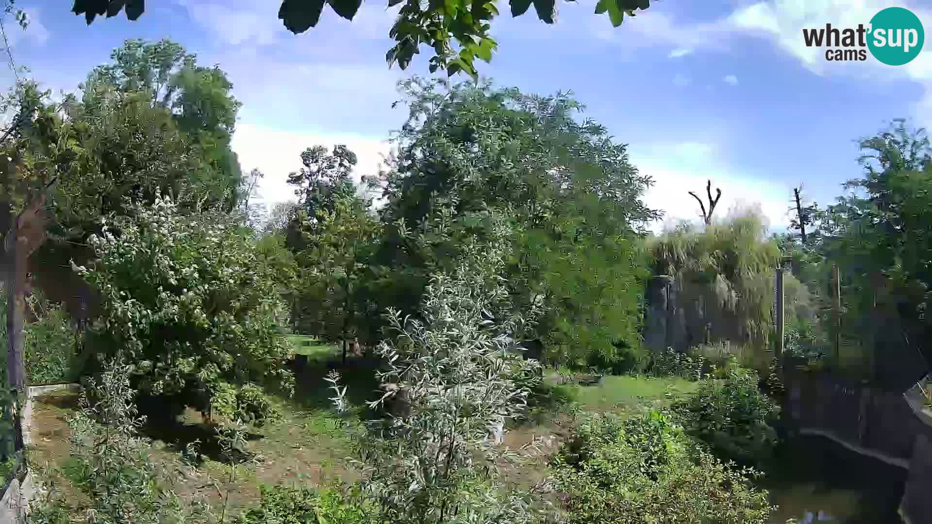 Zoo Zagreb – Leones